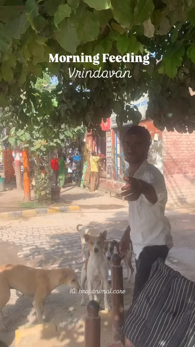 Morning feedings in Vrindavan Dham β€οΈ
βοΈDaily at 9:30am
π€Come join us!
#vrindavan #brajanimalcare #seva #dailyfoodfeed #staryanimals #kindnessmatters #braj