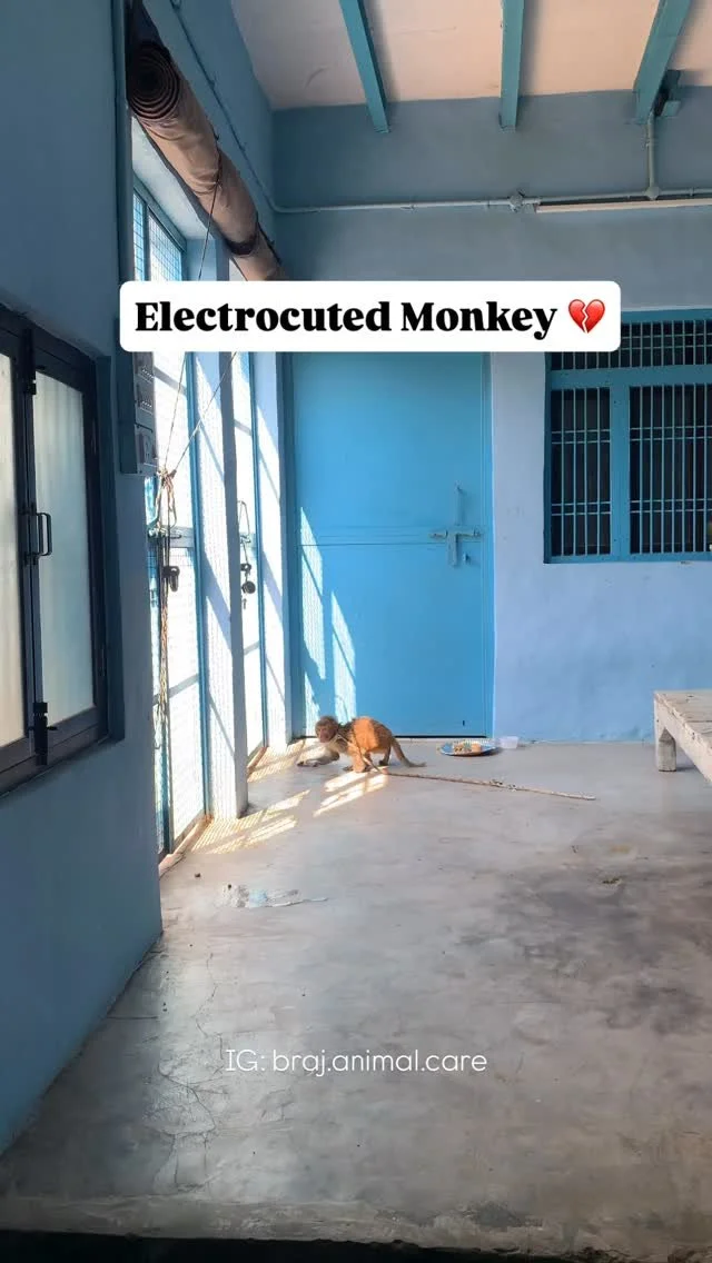 π Location: Hari Nagar
A young monkey was electrocuted and suffered burns on his skin.
π Treatment:
Our team had treated him earlier, and today we continued his care with injections and medicated spray to help his wounds heal.
π‘ Shelter:
A kind
