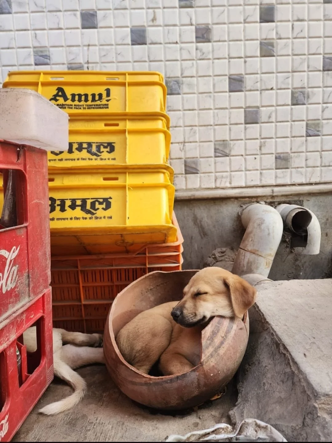 📸 Meet the winners of our Photography Competition! 💛

We looked beyond the perfect shot to the story behind it. Our winners were chosen for how deeply their photographs connected with Braj Animal Care&rsquo;s seva: noticing the overlooked, respondi