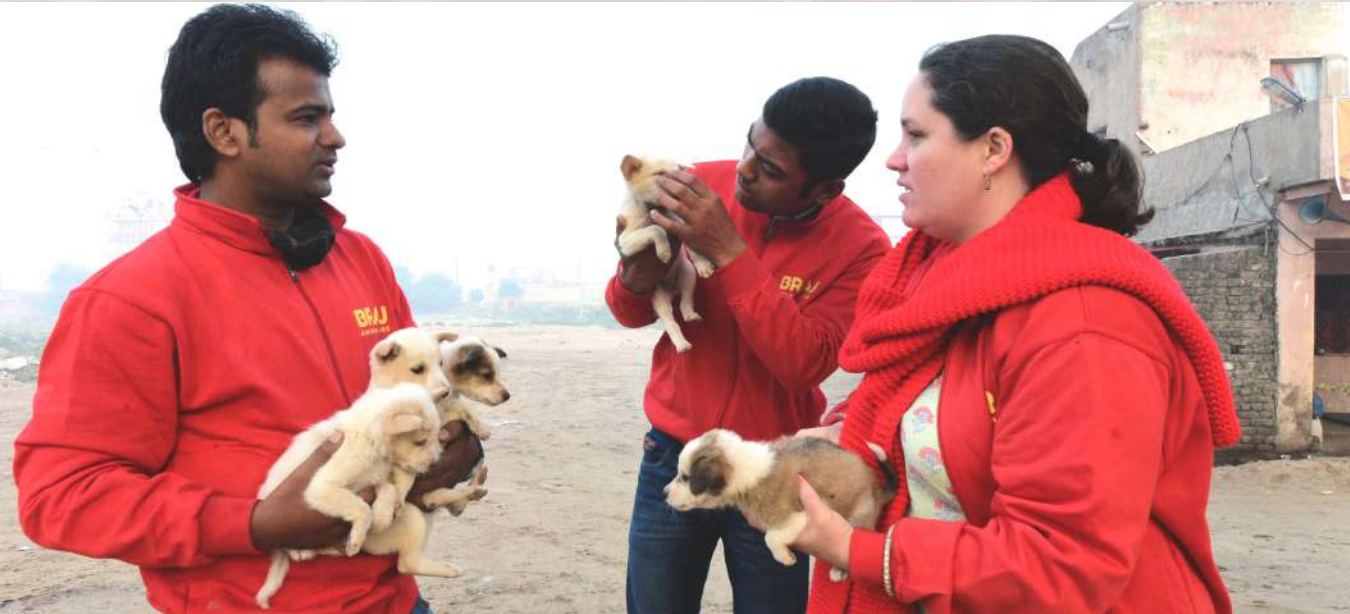 The Parking Lot Puppies — Braj Animal Care