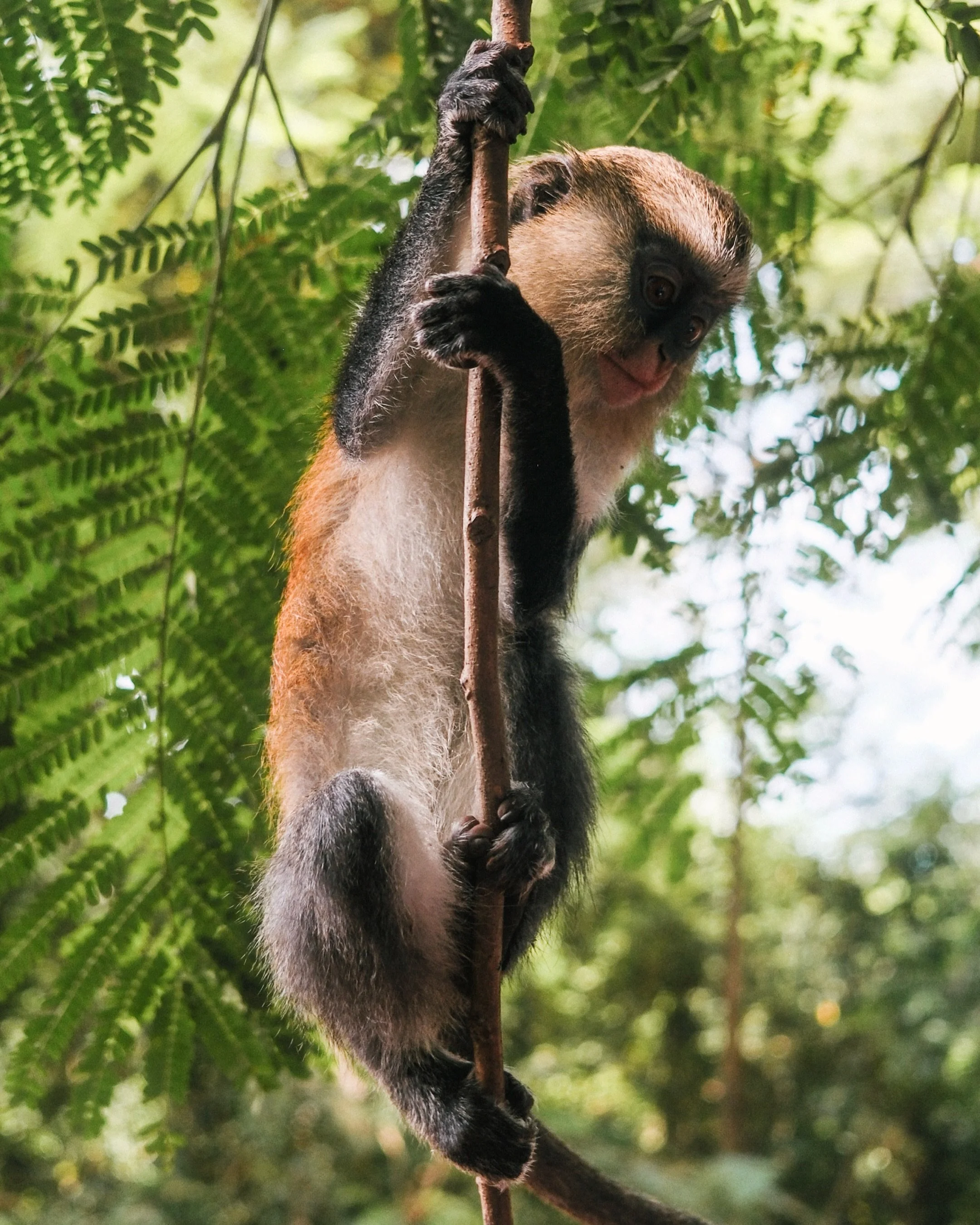It&rsquo;s a mona monkey party at Tafi Atome 🐒🌴🍌

-

#tafiatome #monkeysanctuary #ghana #voltaregion #theweekdayweekender