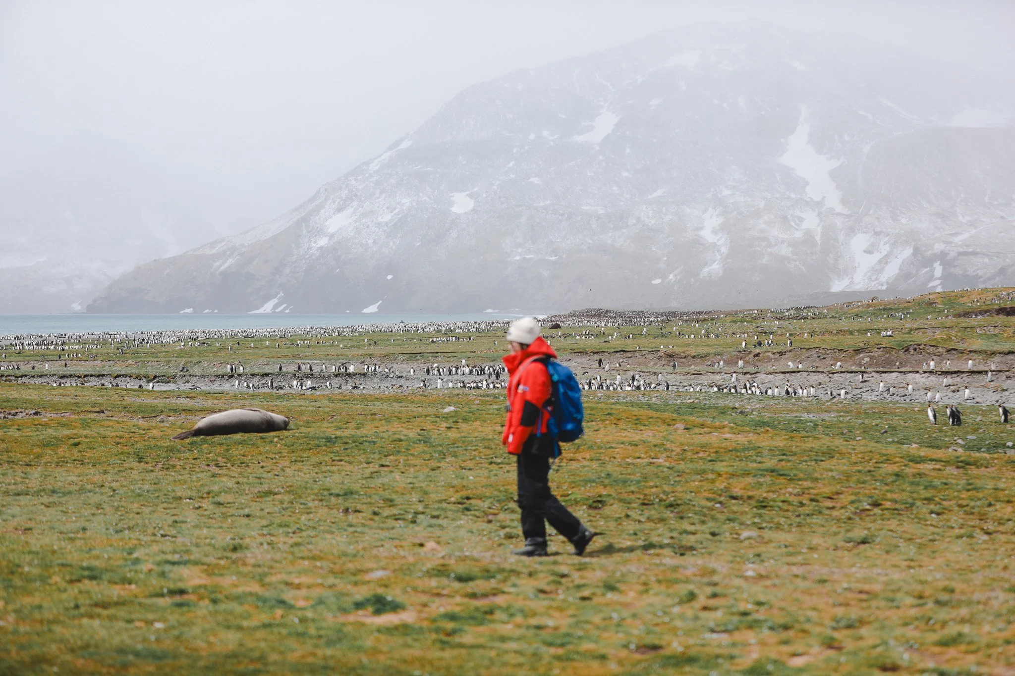 A guest walks in front of a colony of penguins in Saint Andrews Bay, South Georgia Islands. There is also a seal sleeping next to the king penguin colony.