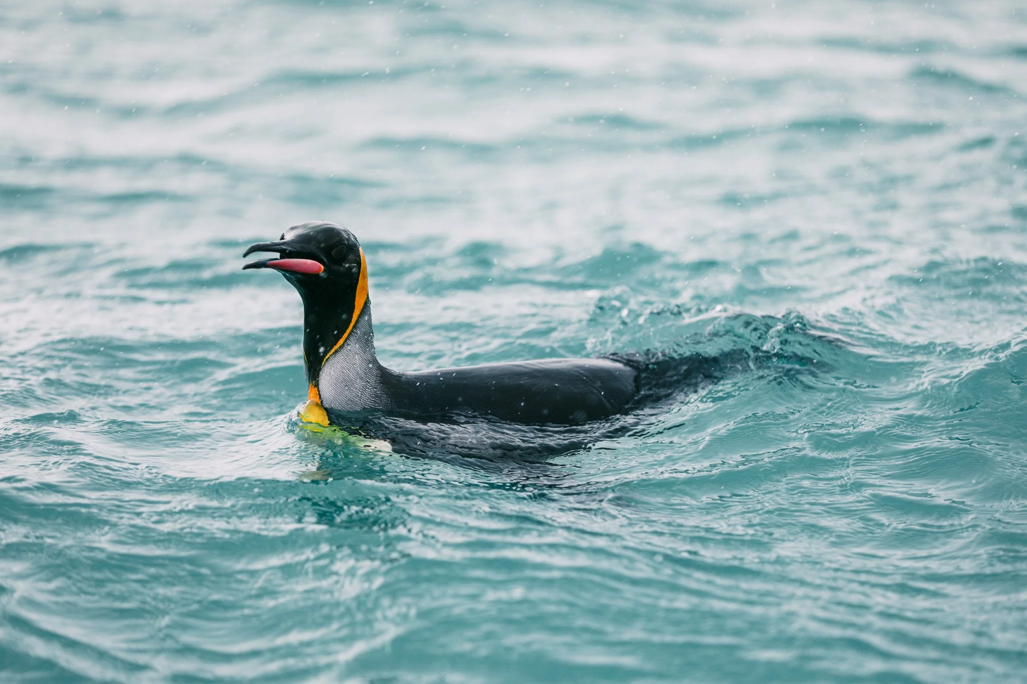 A closeup shot of a king penguin swimming in Gold Harbour, South Georgia Islands.
