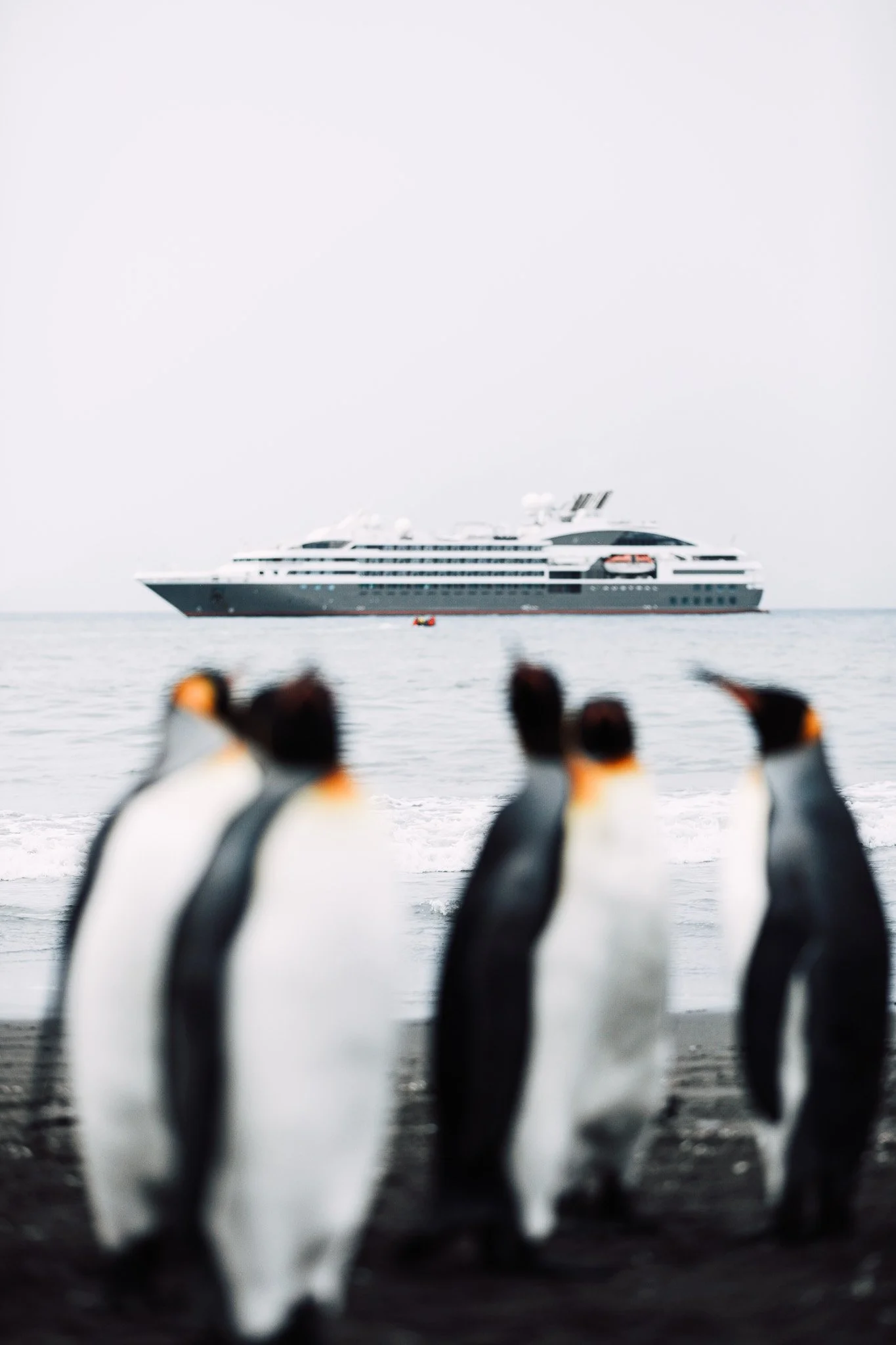 A group of king penguins are blurred out in the foreground of the image, and the PONANT ship L'Austral is in focus in the background. The photo is taken in Saint Andrews Bay, South Georgia Islands.