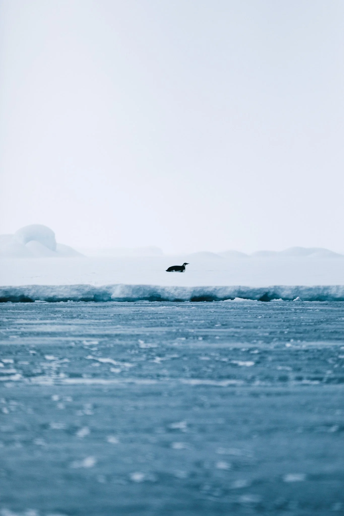 a long emperor penguin on a shelf of ice off of Brabant Island in the Antarctic Peninsula