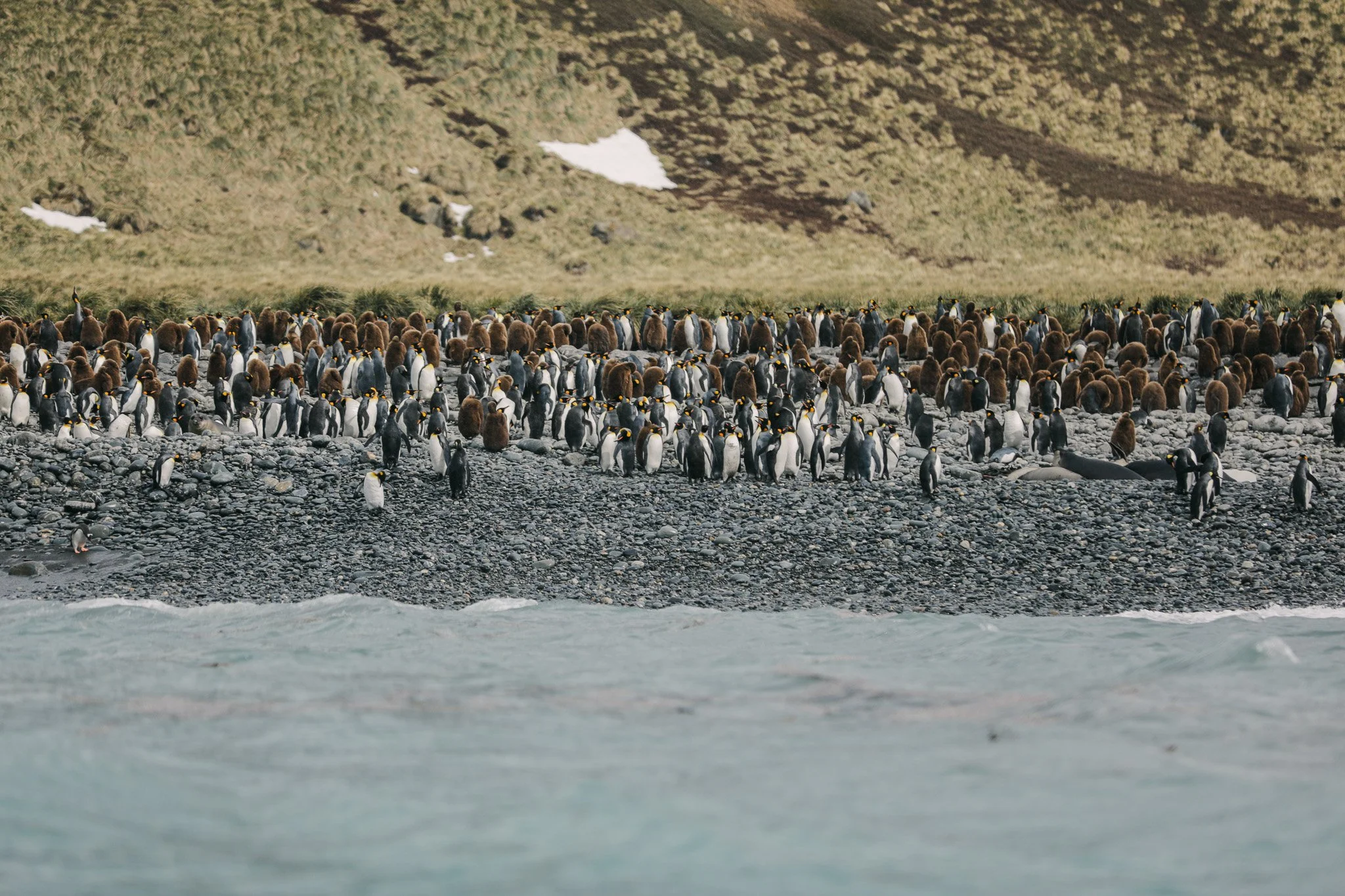 A colony of king penguins along a beach in Gold Harbour, in the South Georgia Islands. Some of the penguins in the photo are still babies and have their fluffy brown feathers.