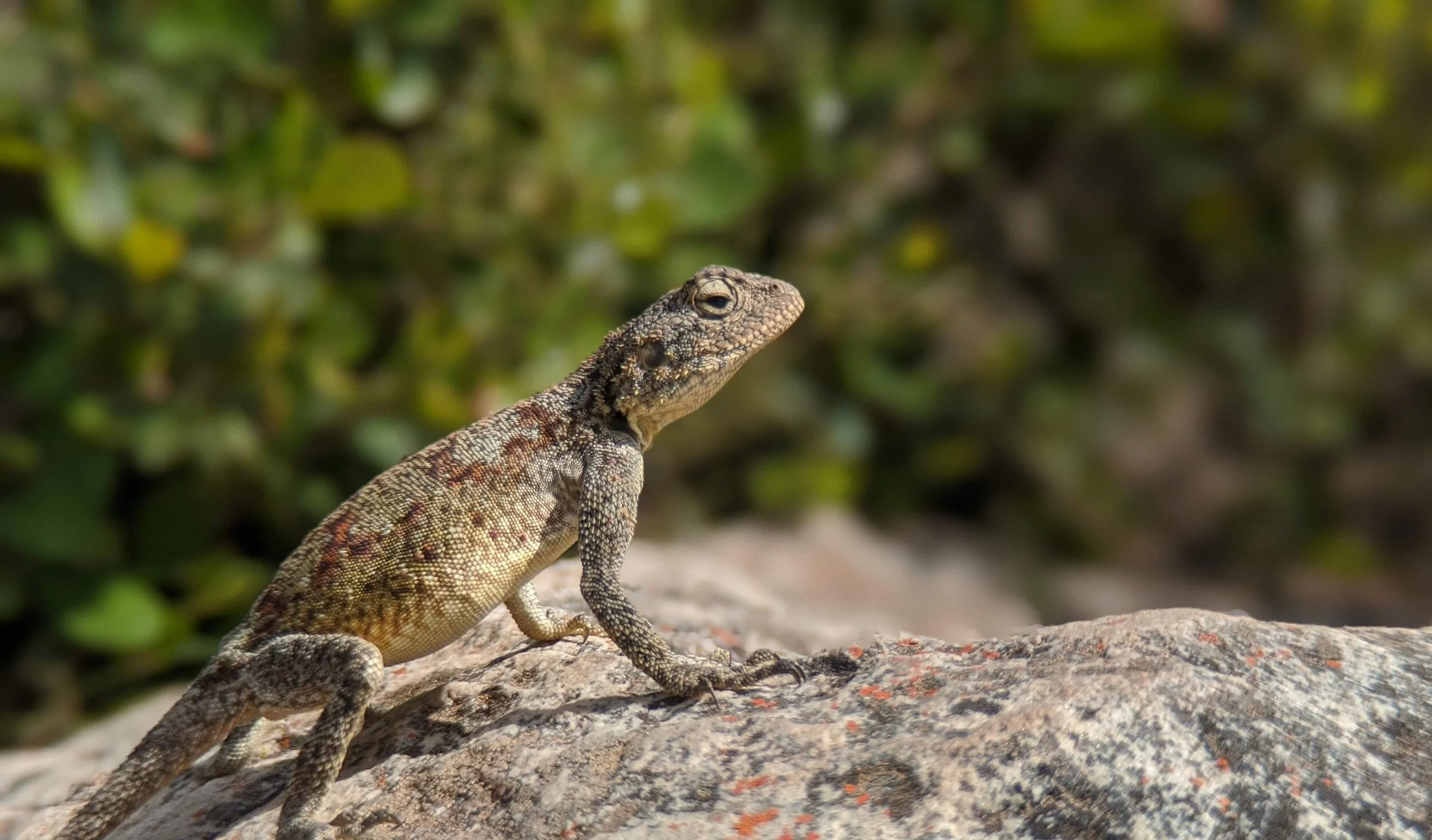 Adventuring in Cape Town