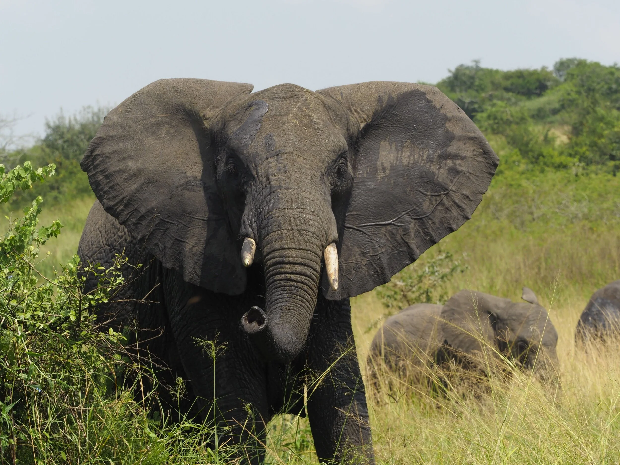 Safari at Magashi Camp, Akagera National Park, Rwanda