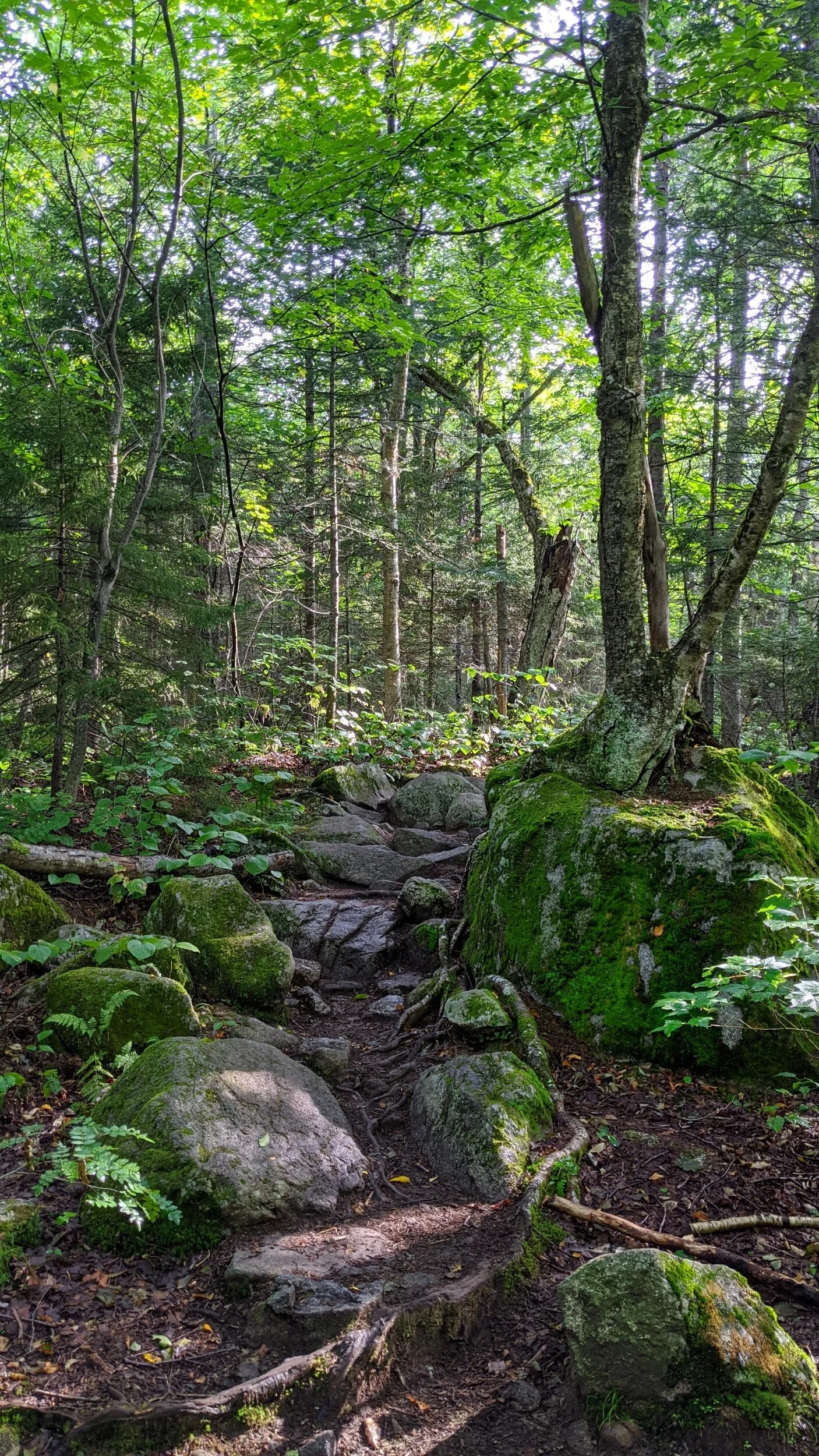 Revisiting the Woods of my Childhood