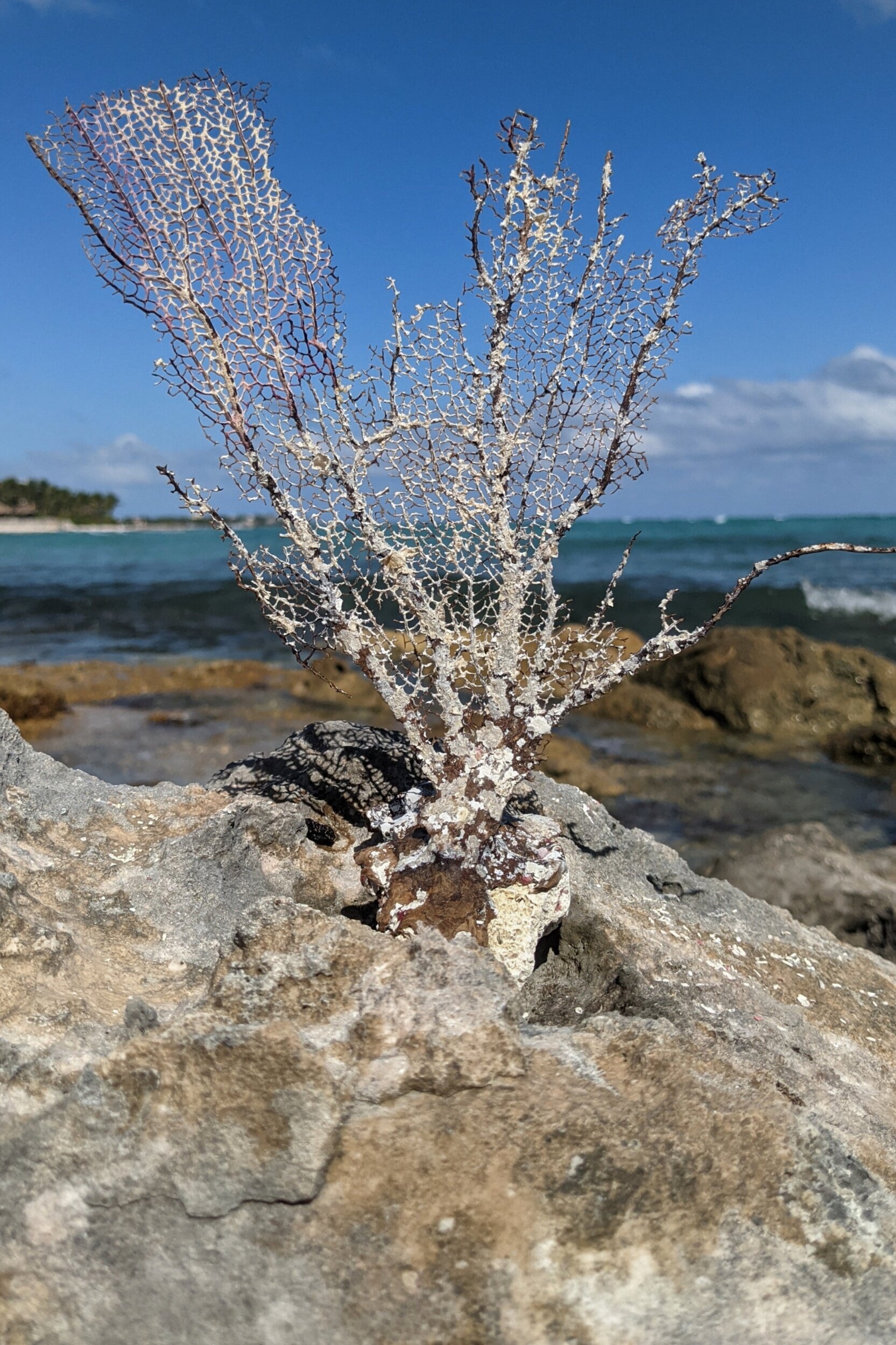Living life in Quintana-Roo, Mexico