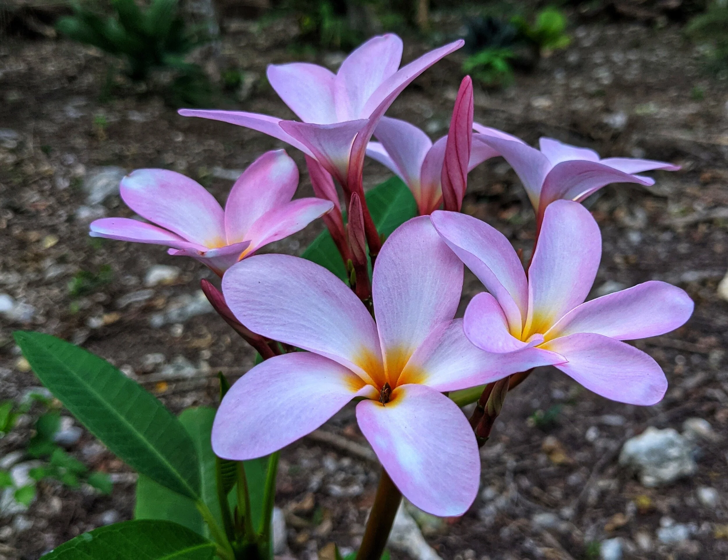 ¡Eye-caramba! An ER Visit in Mexico