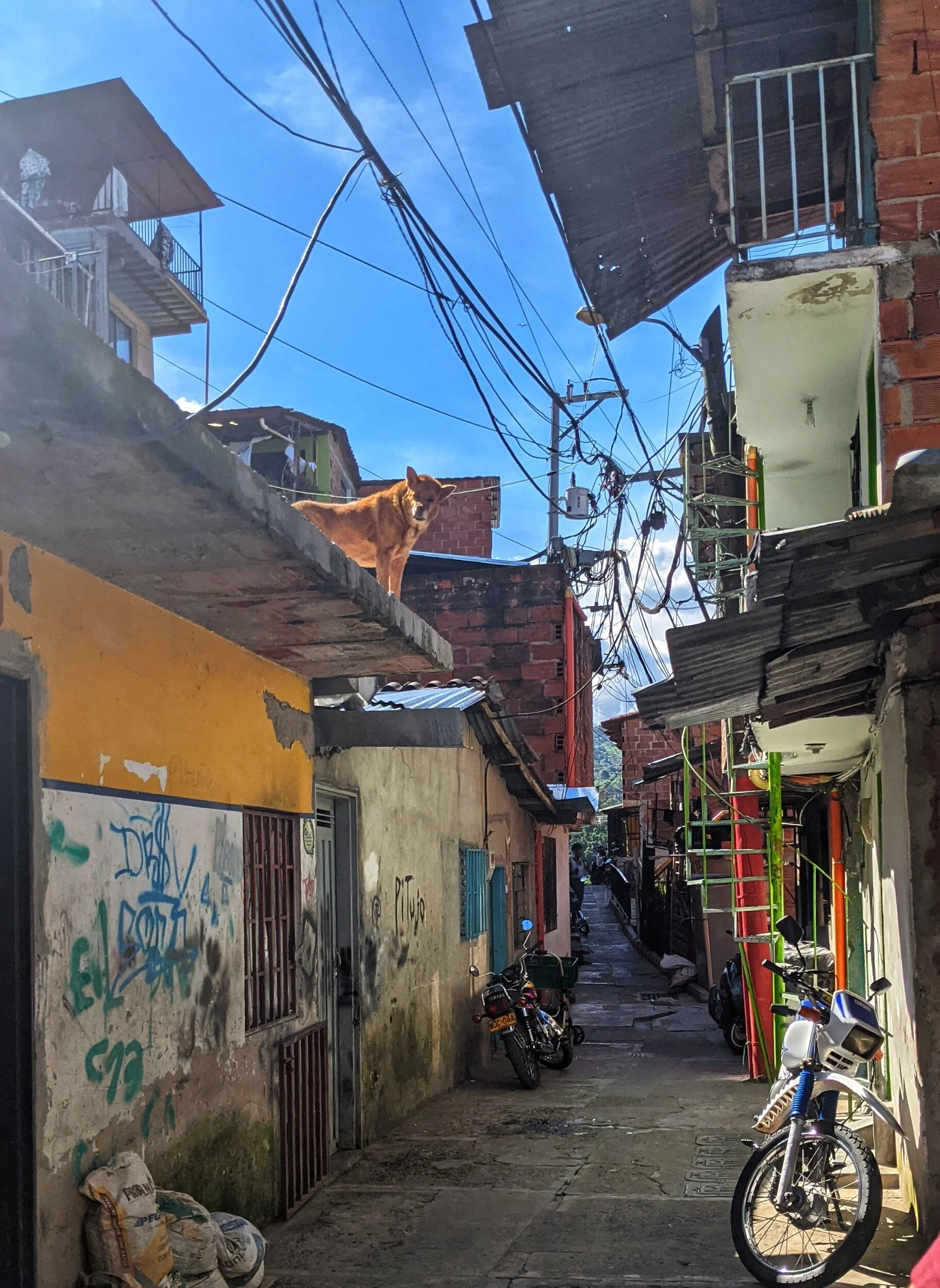Can you spot el perro watching us? 