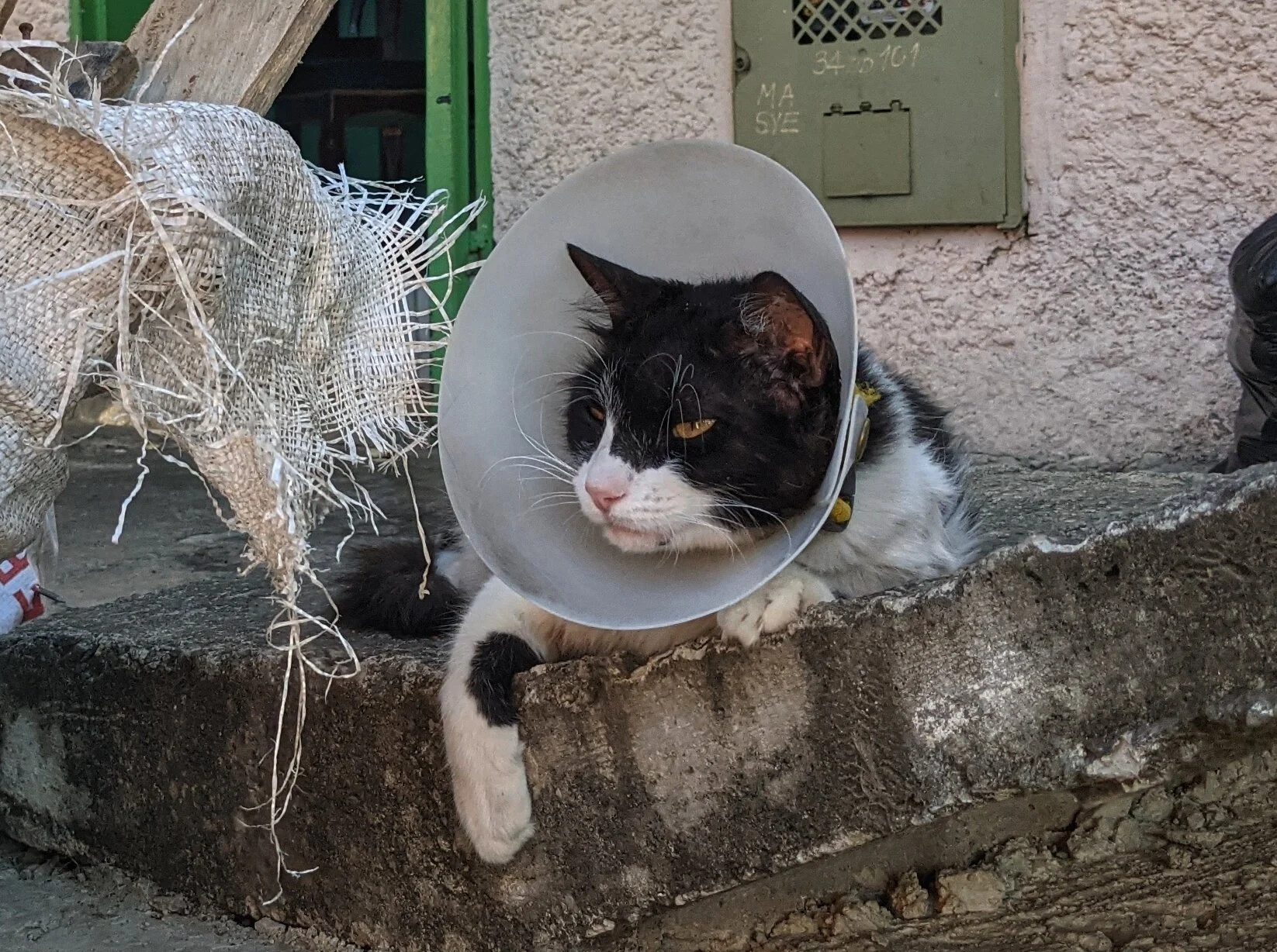 King cat of the street. 