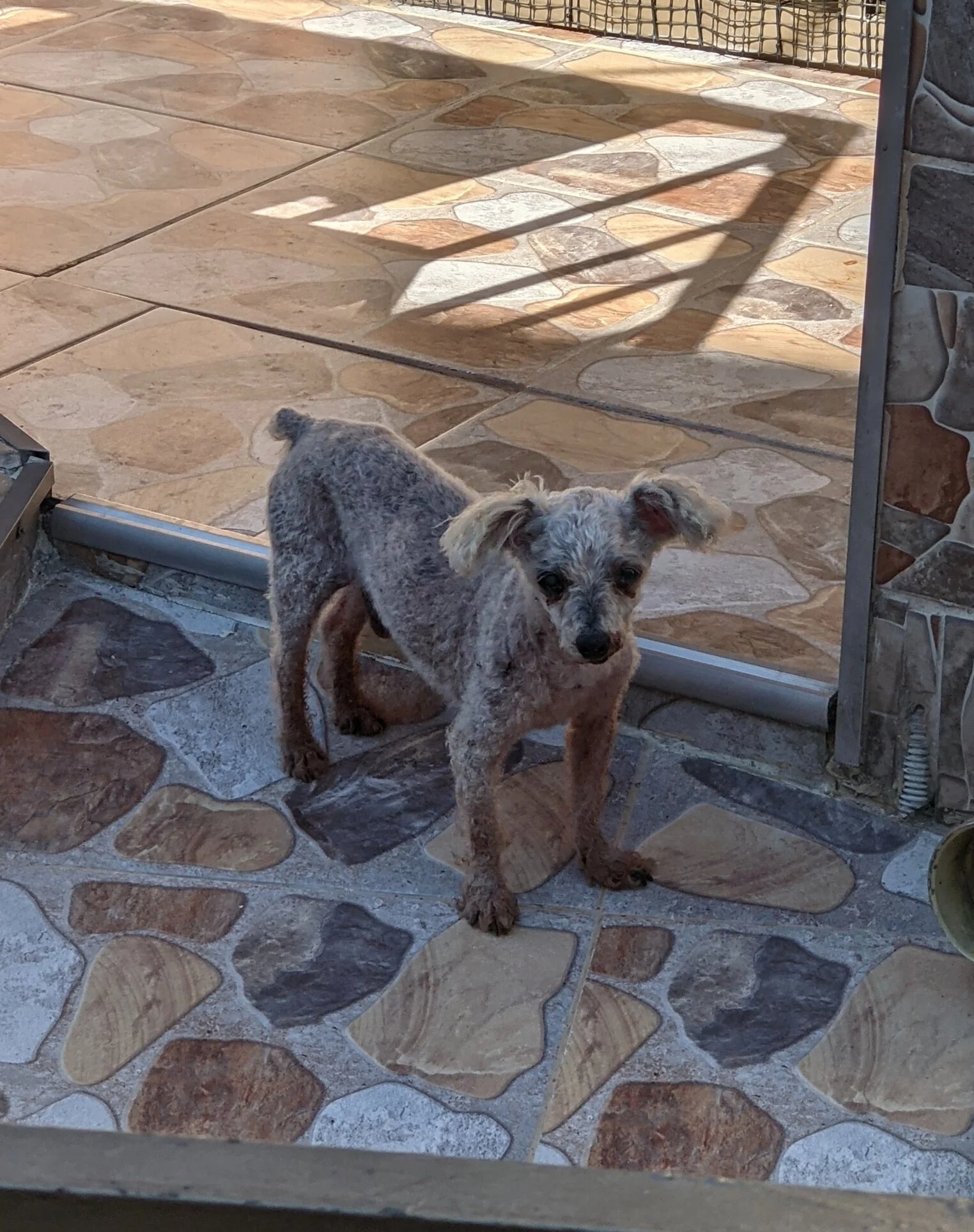 Perro 🥰