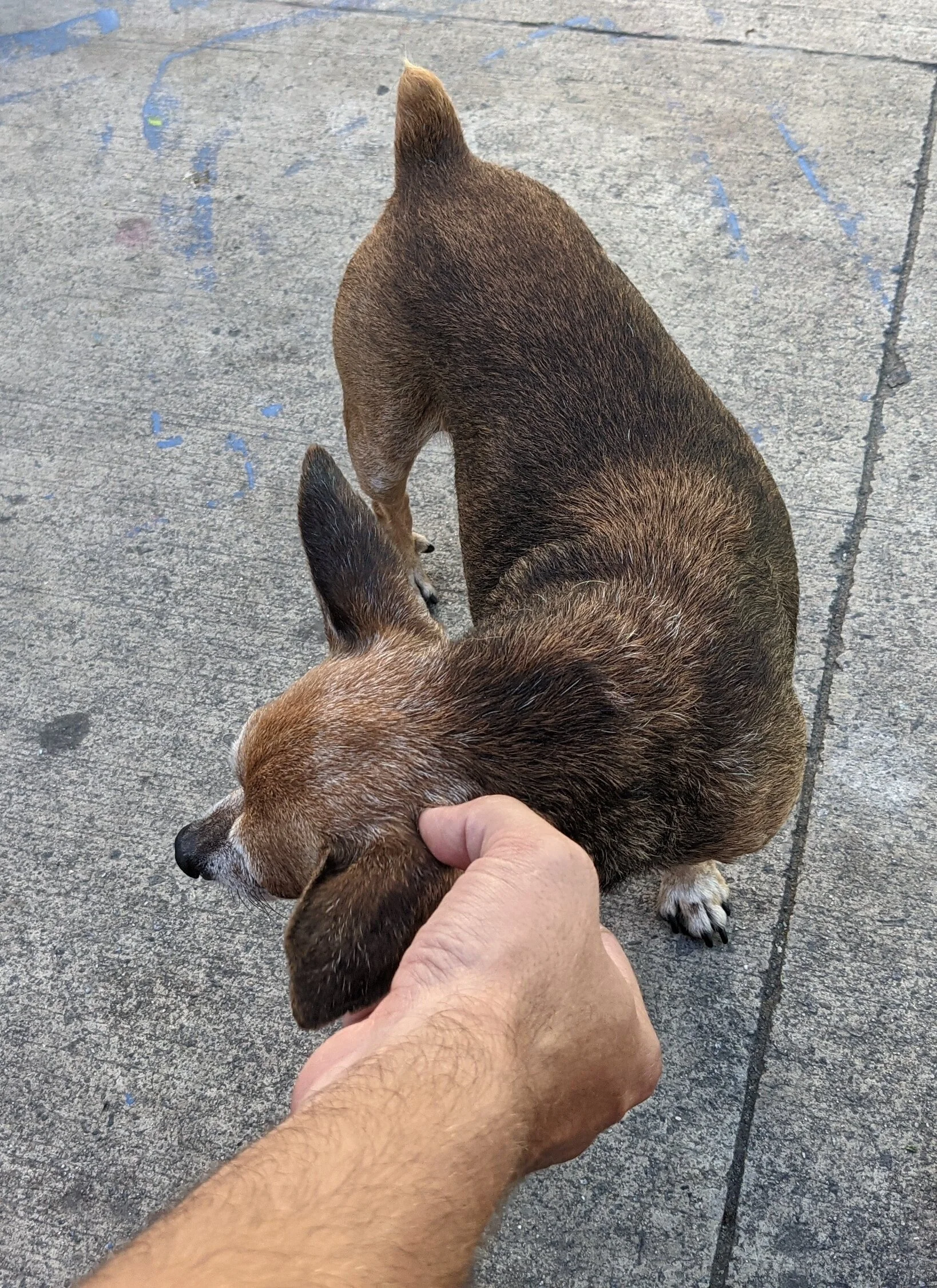 Another friendly perrito. 