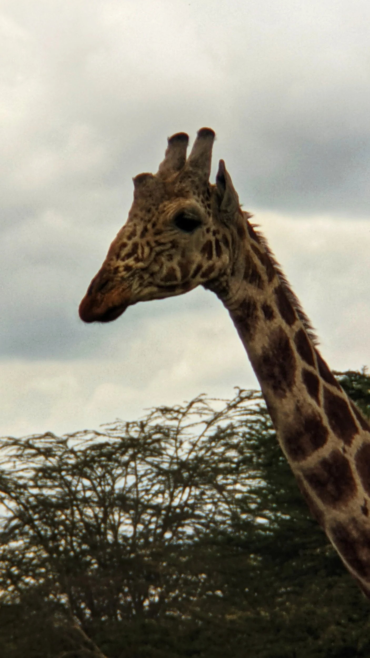 Kenya: The Lewa Conservancy