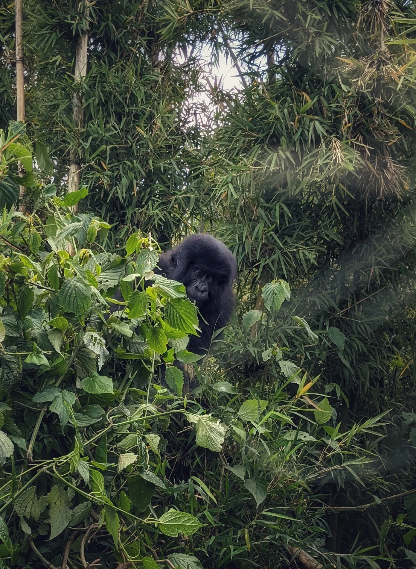 Rwanda, Once (or Twice) in a Lifetime