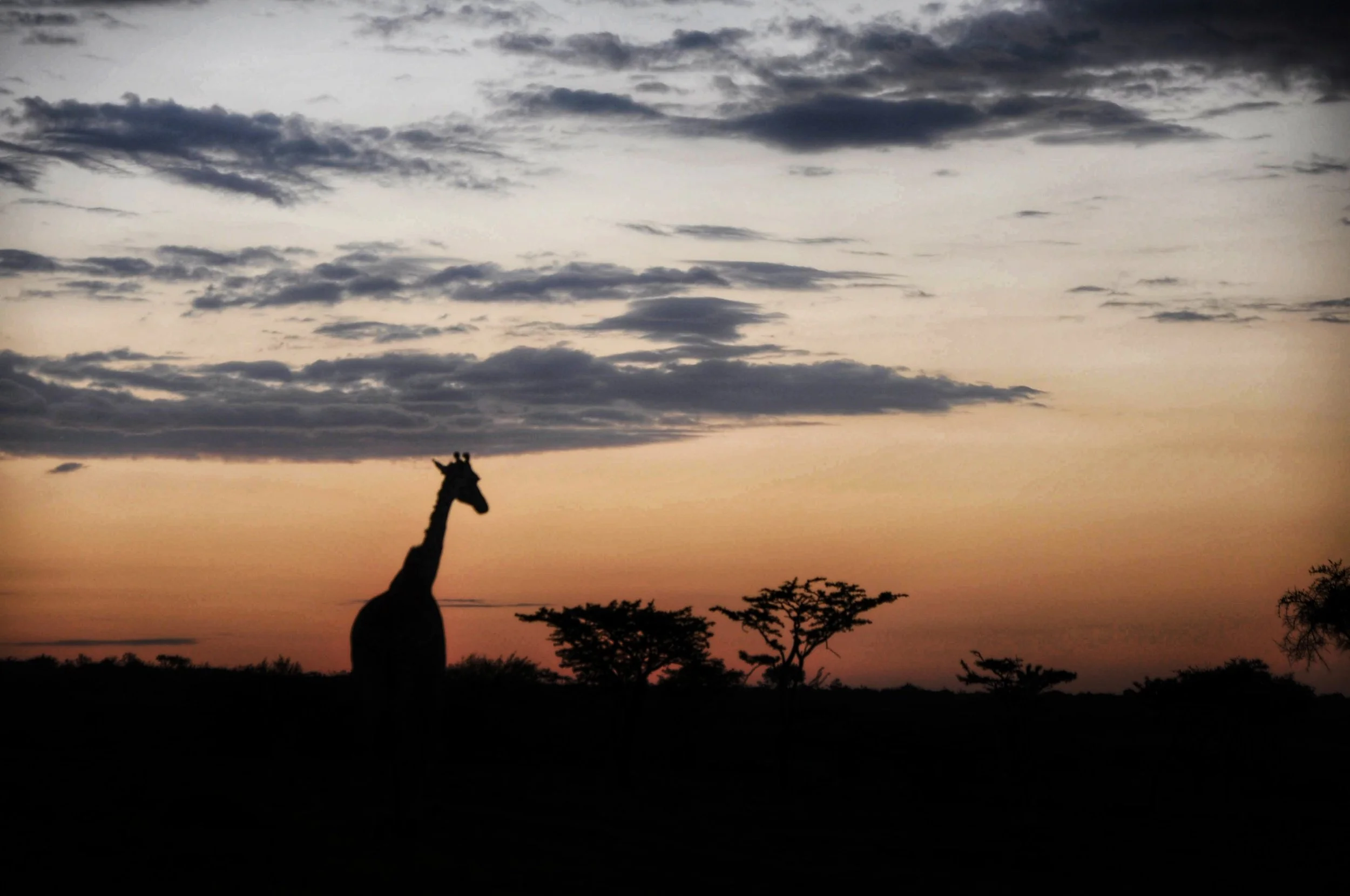 Kenya: Kicheche Valley Camp, Mara Naboisho Conservancy