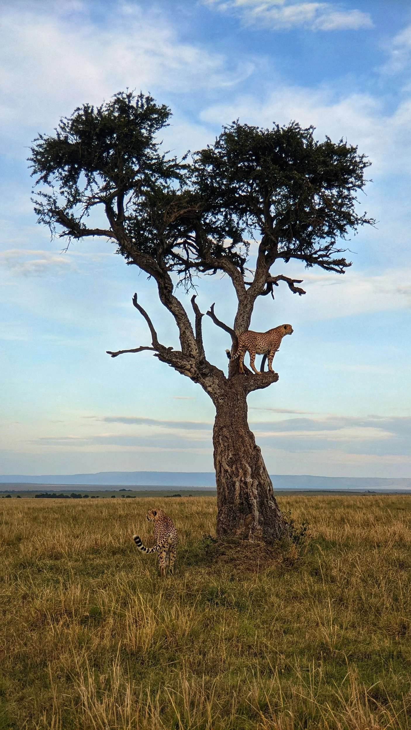 Kenya: Kicheche Bush Camp, Olare Conservancy