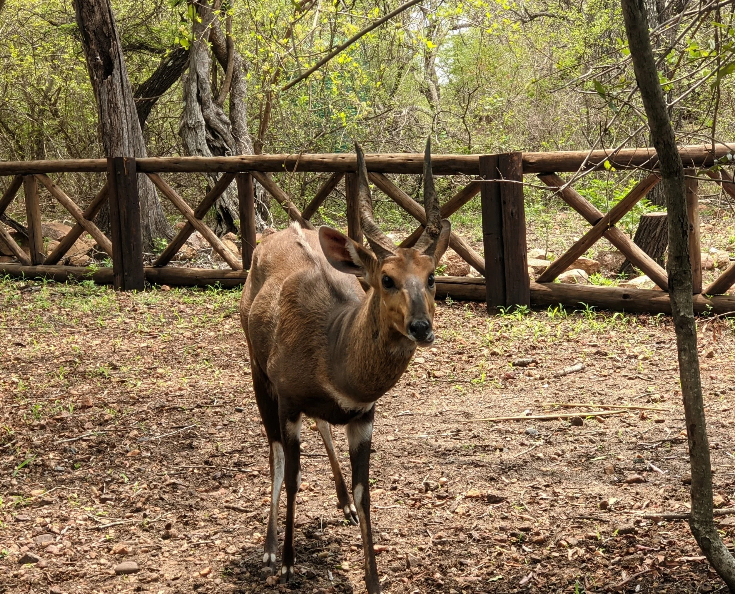 First Impression: Marloth Park
