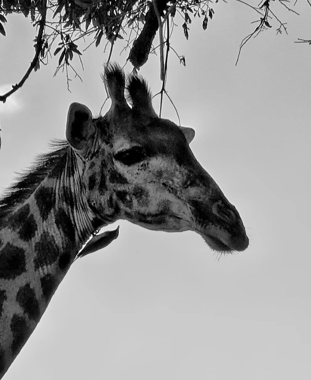 Marloth Park: A Postcard from Carrie and Jim