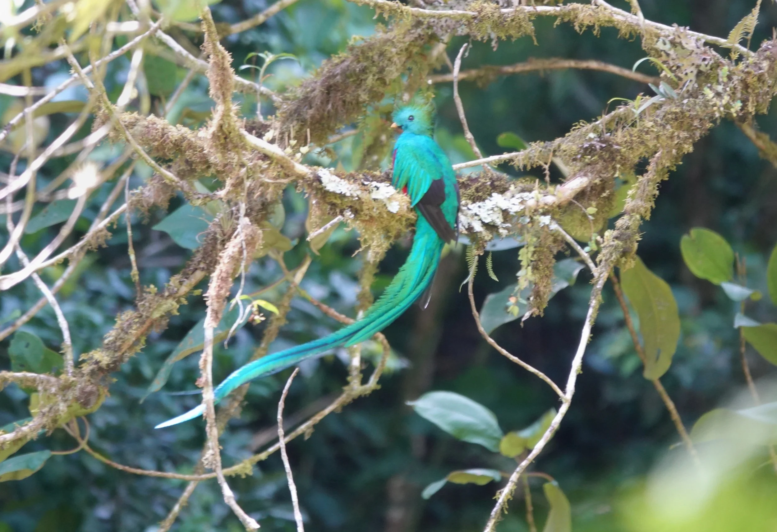 Our Favorite Hikes: Boquete, Panama