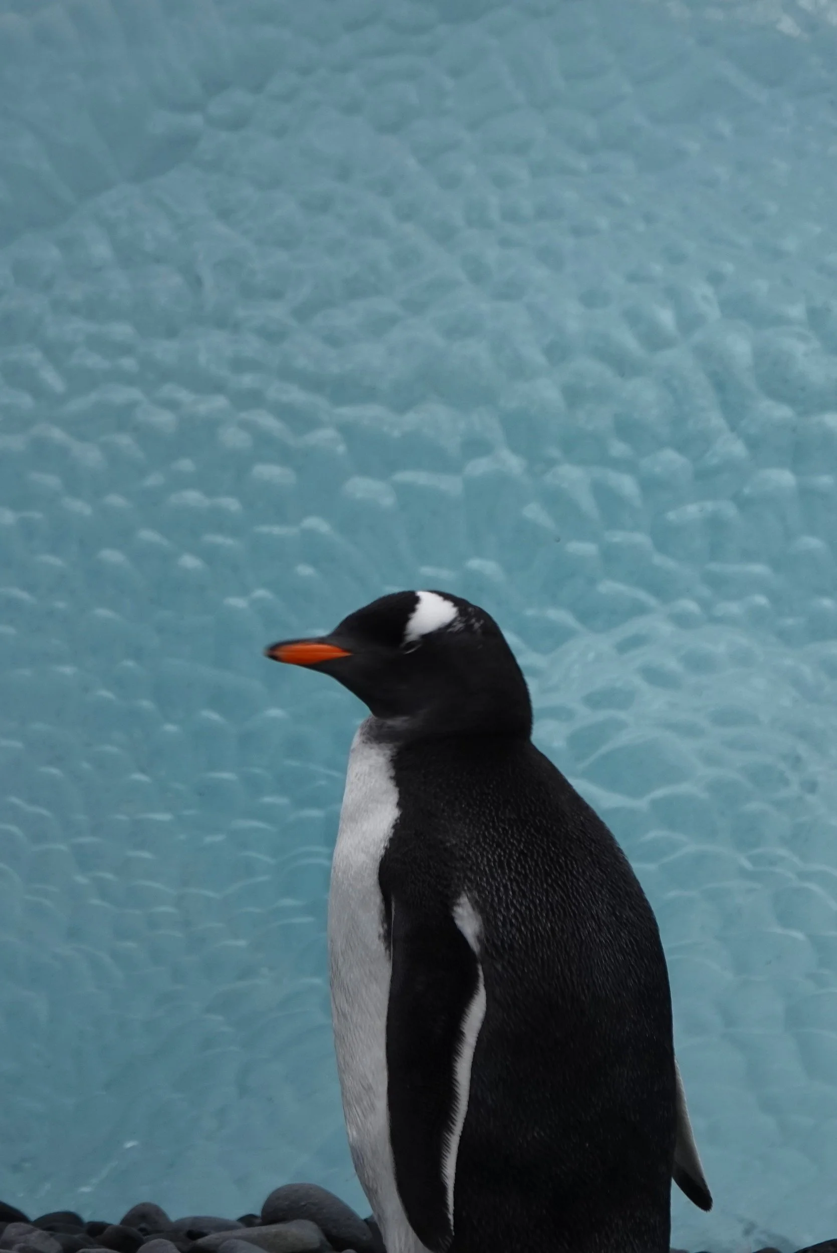 Antarctica Expedition Cruise, Antarctica Peninsula Days 5 through 9