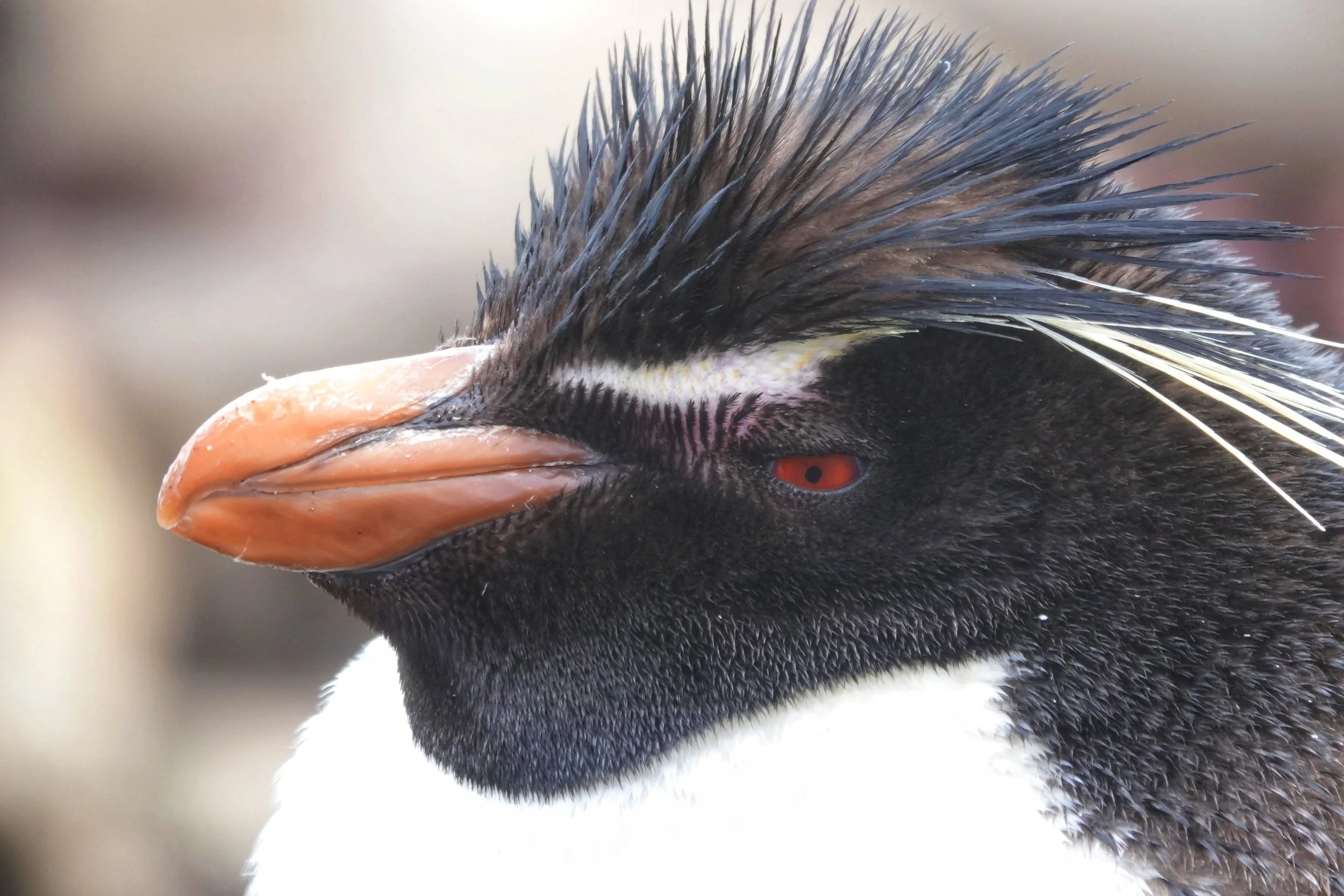 Antarctica Expedition Cruise, Falkland Islands Days 14-19