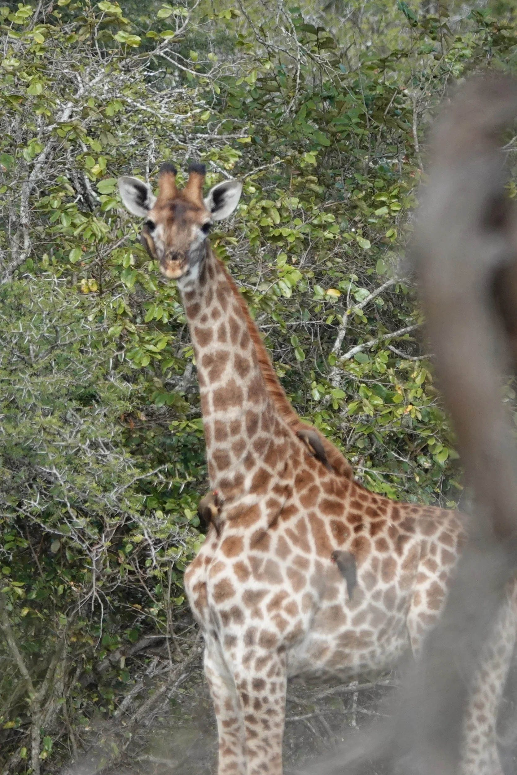 Our First Month in Marloth Park