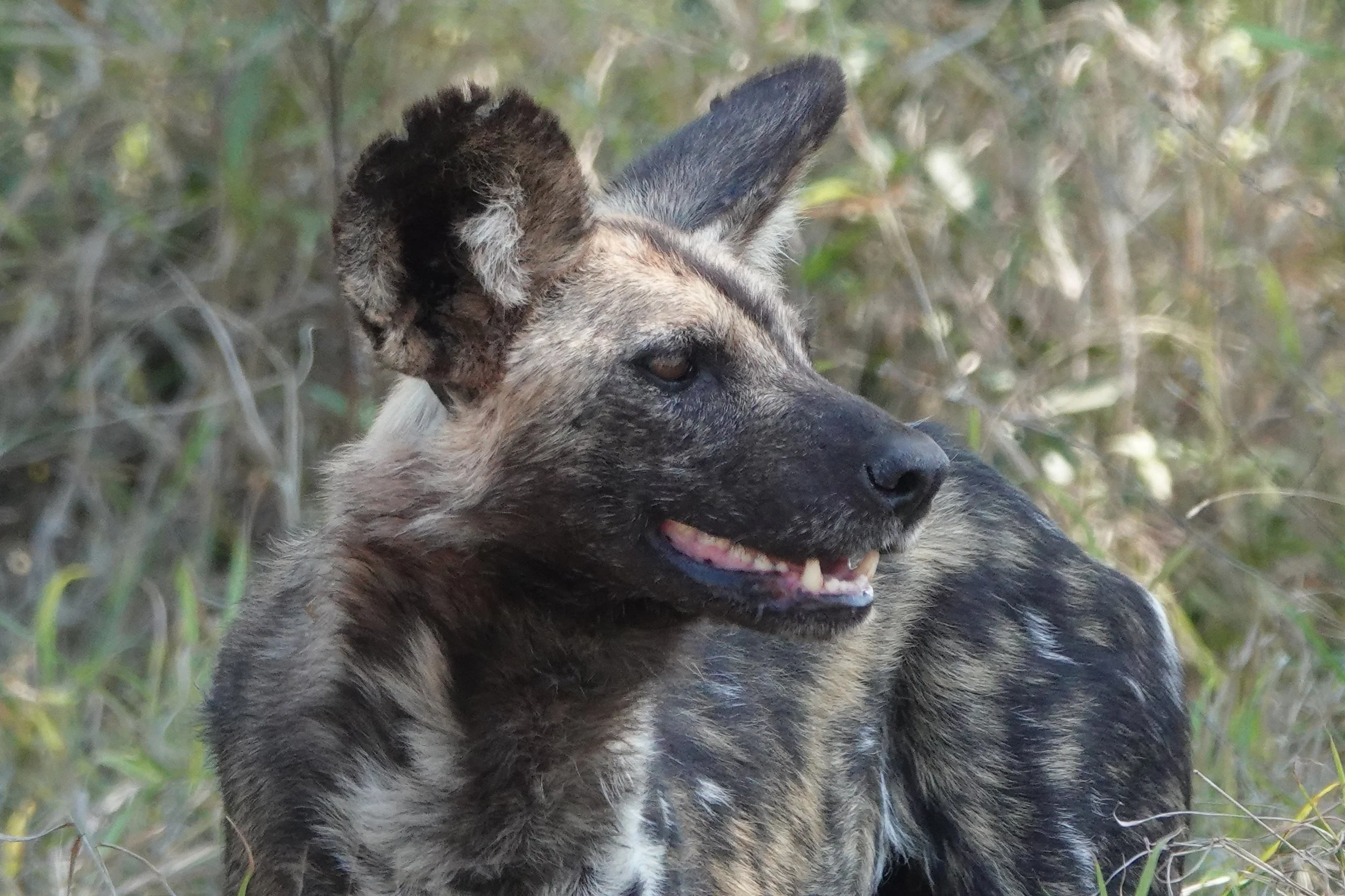 September in Marloth Park