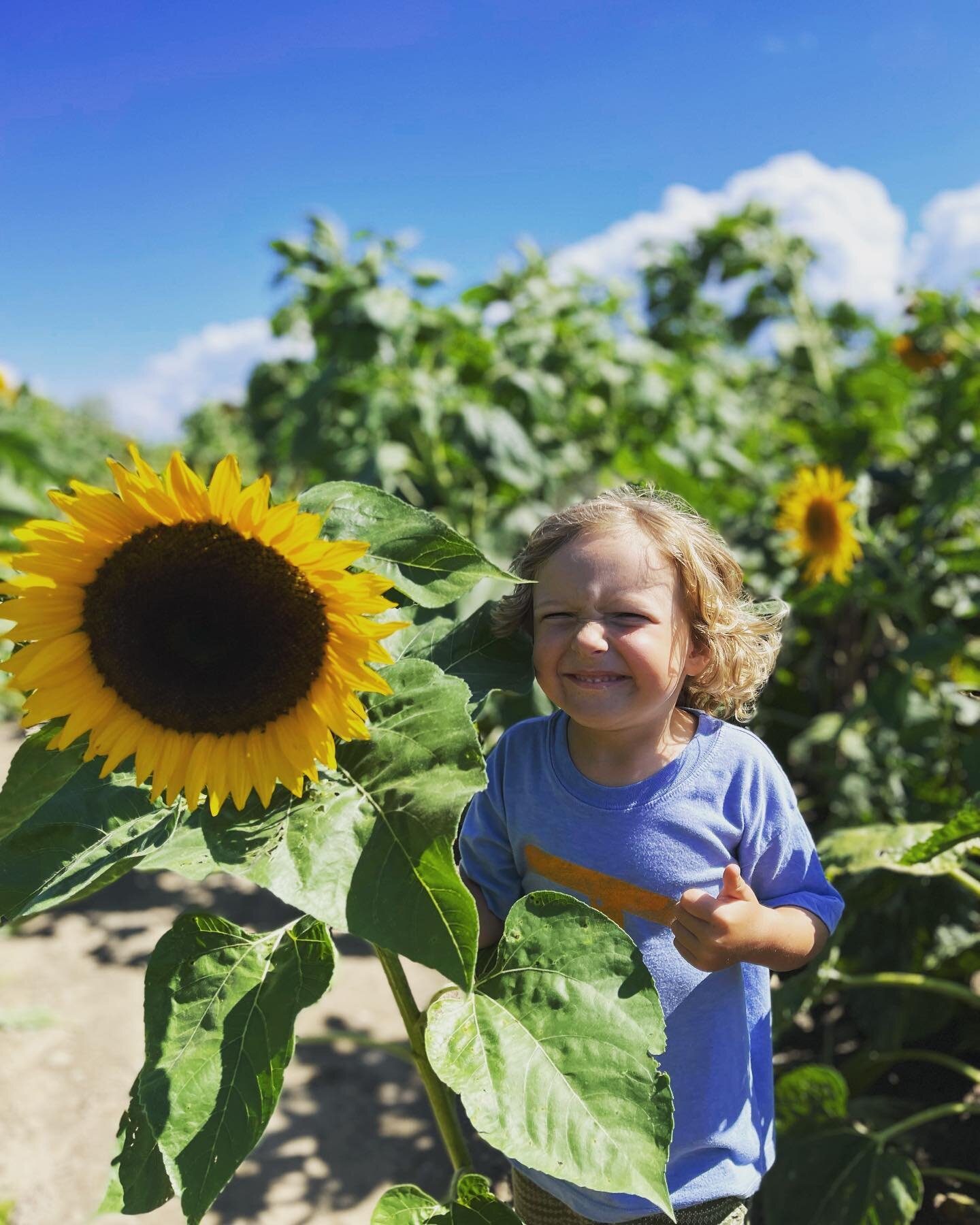 I feel terrible about this sunflower.

Bo and I took a tractor ride in a sunflower field today and we were allowed to clip our very own sunflower to take home. And while it was fun in the moment and Bo really likes his sunflower - I feel sick to my s