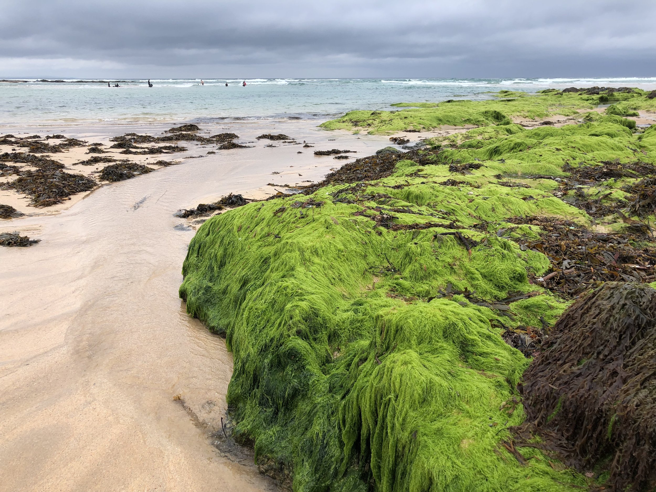 Green at the beach .jpg