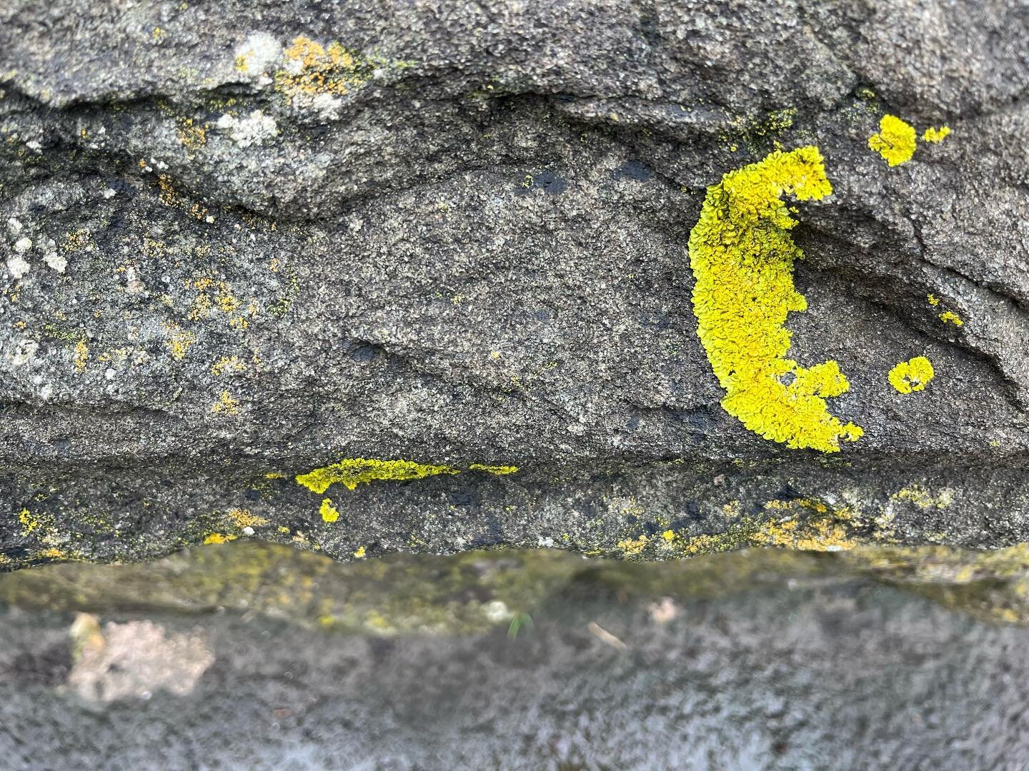 Not a painting but I will certainly be using this colour combo when I get to work in my studio next&hellip;.
.
Lichen on sea wall 
.
.
.
.
.
#art #inspiration #seawall #contemporaryart #contemporaryartist #painter #contemporarypainter #artcanorg #art