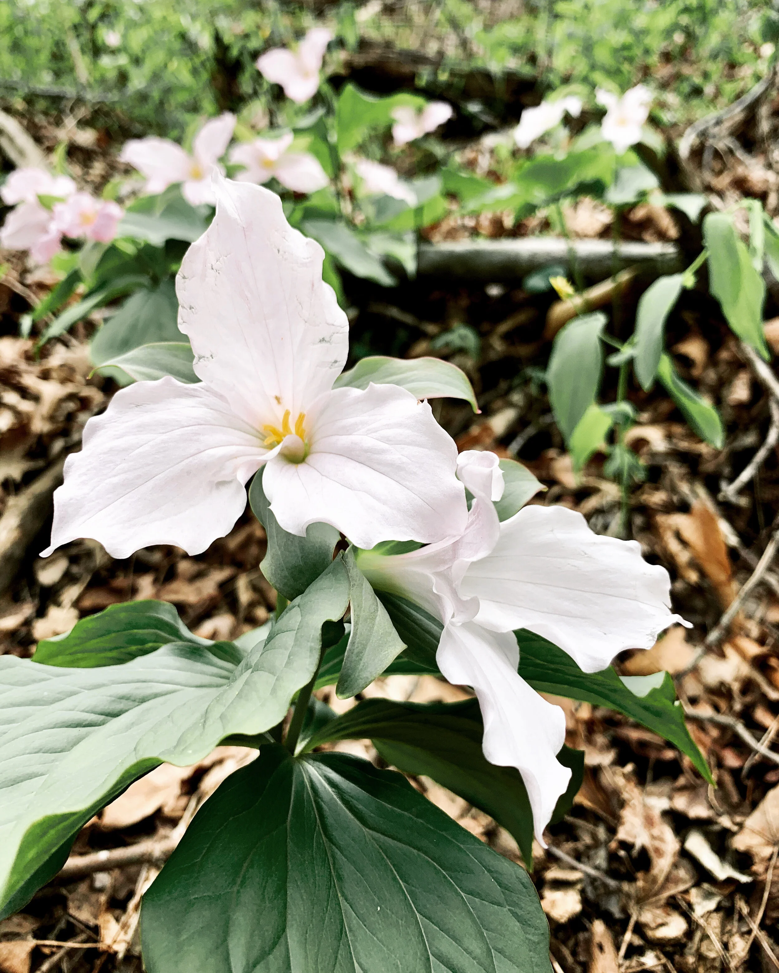 Dear Spring, Love Trillium