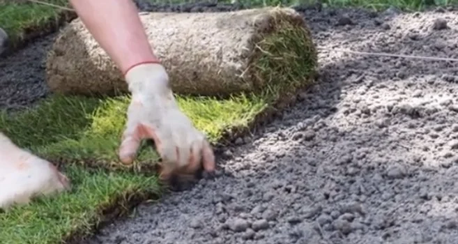 Forsee and Auburn University Mammoth Sod Demo
