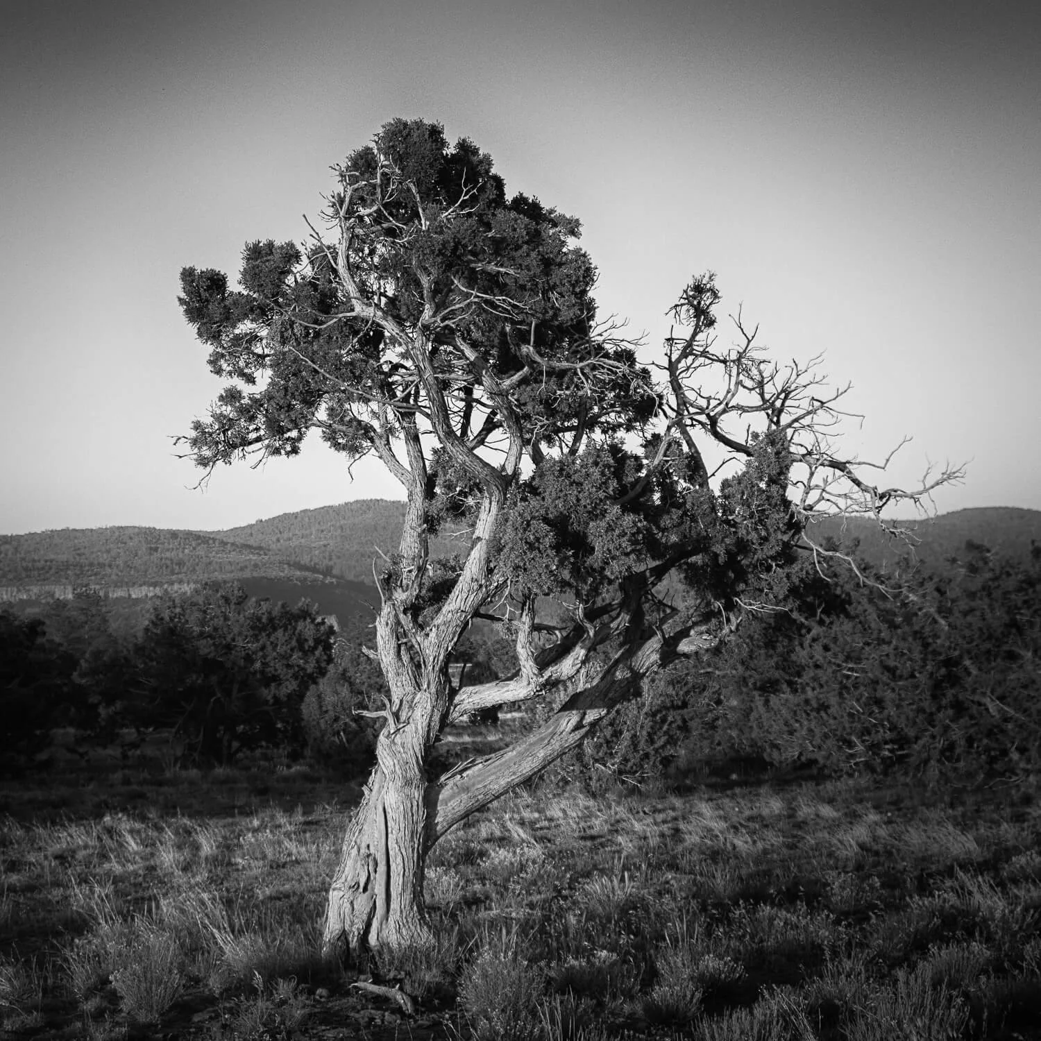 Rooted In Resilience #2