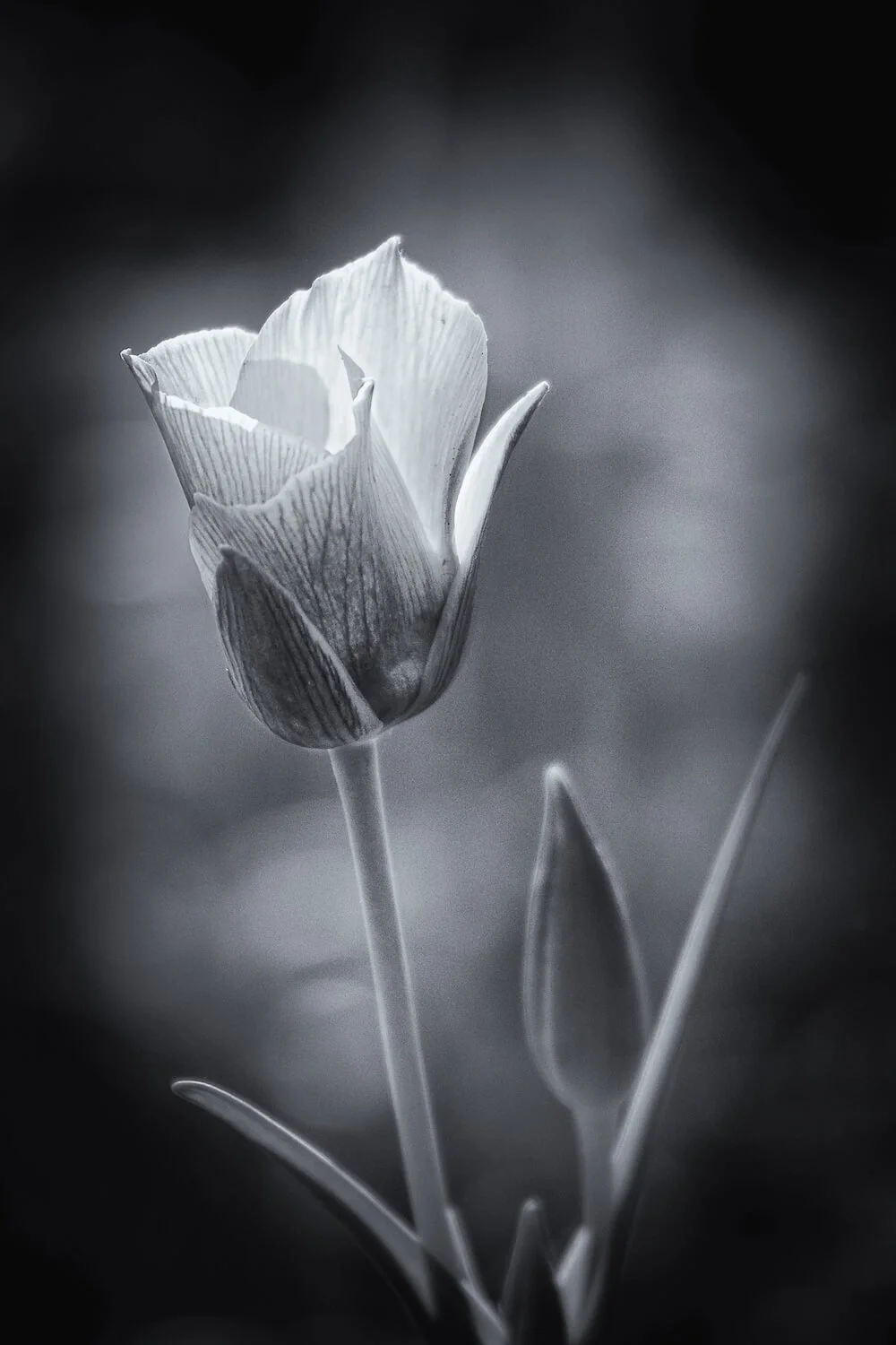 Doubting Mariposa Lily
