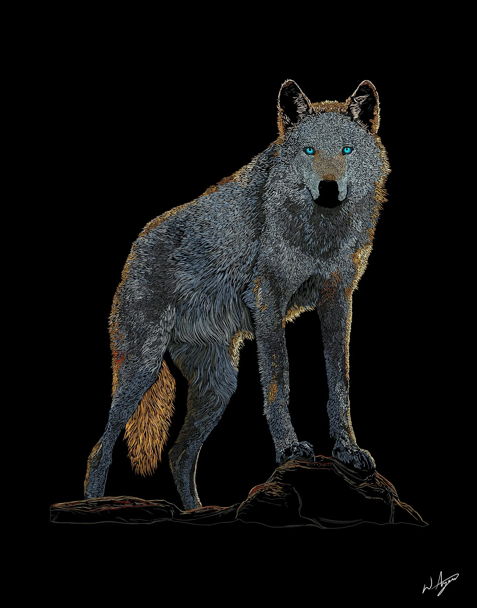 Grey-Wolf--Weston-Ayers.jpg