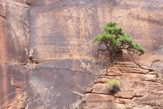 lone tree zion.jpeg