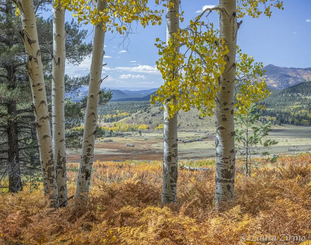 Arizona Trail in Fall.jpg