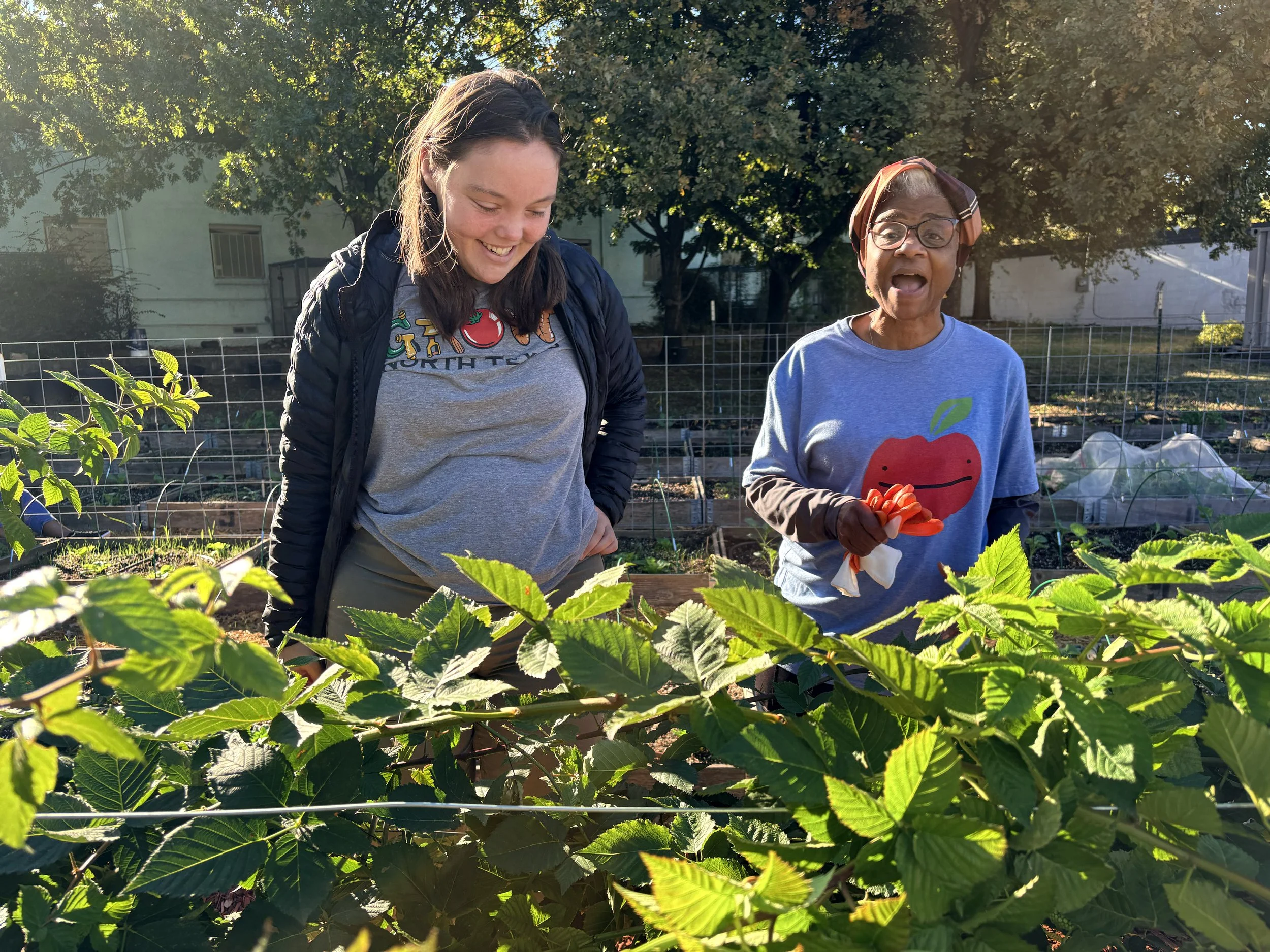 Volunteers stand among blackberries in Dallas