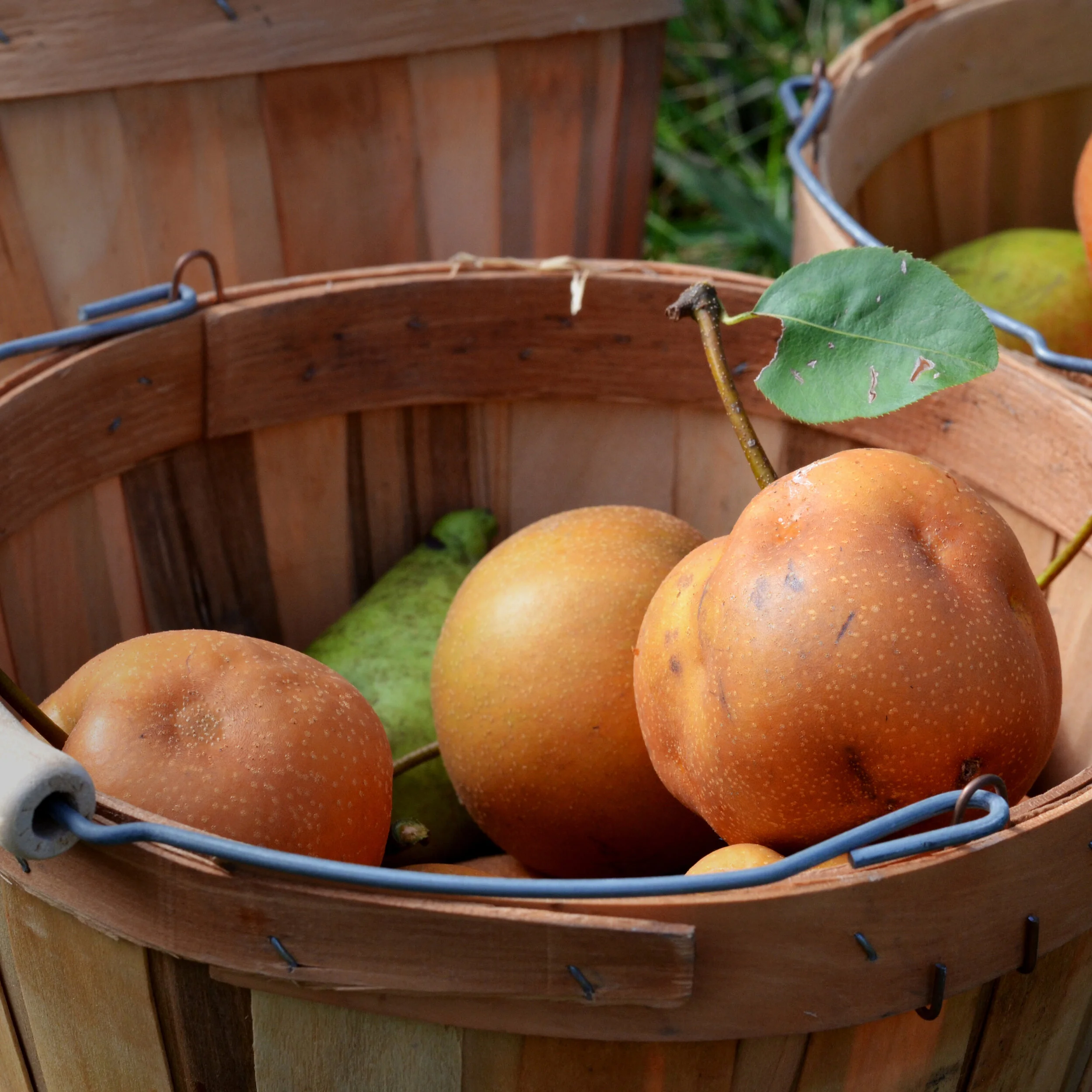 5 Things You Can Do for Your Orchard While It Sleeps (and you stay indoors!)