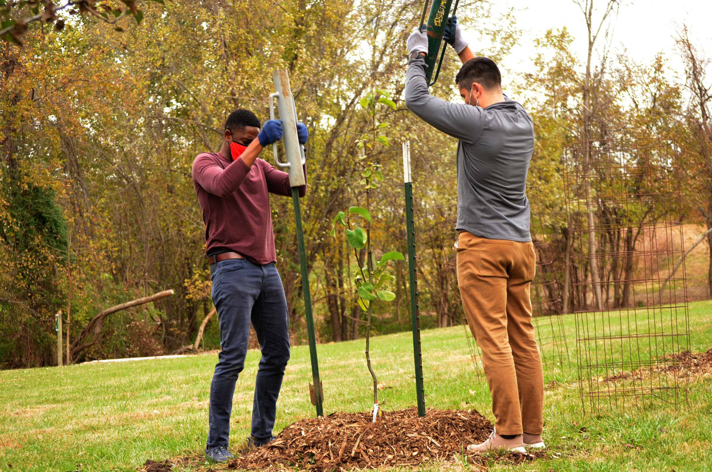 Volunteers drive stakes into the ground