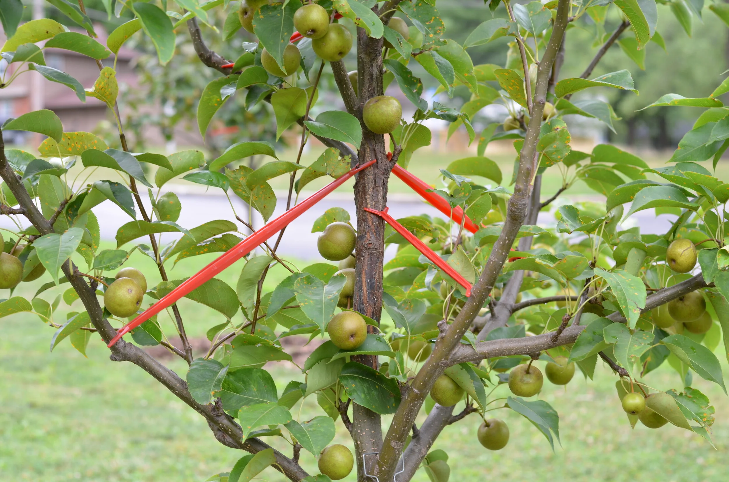 Spring & Summer Fruit Tree Maintenance — The Giving Grove