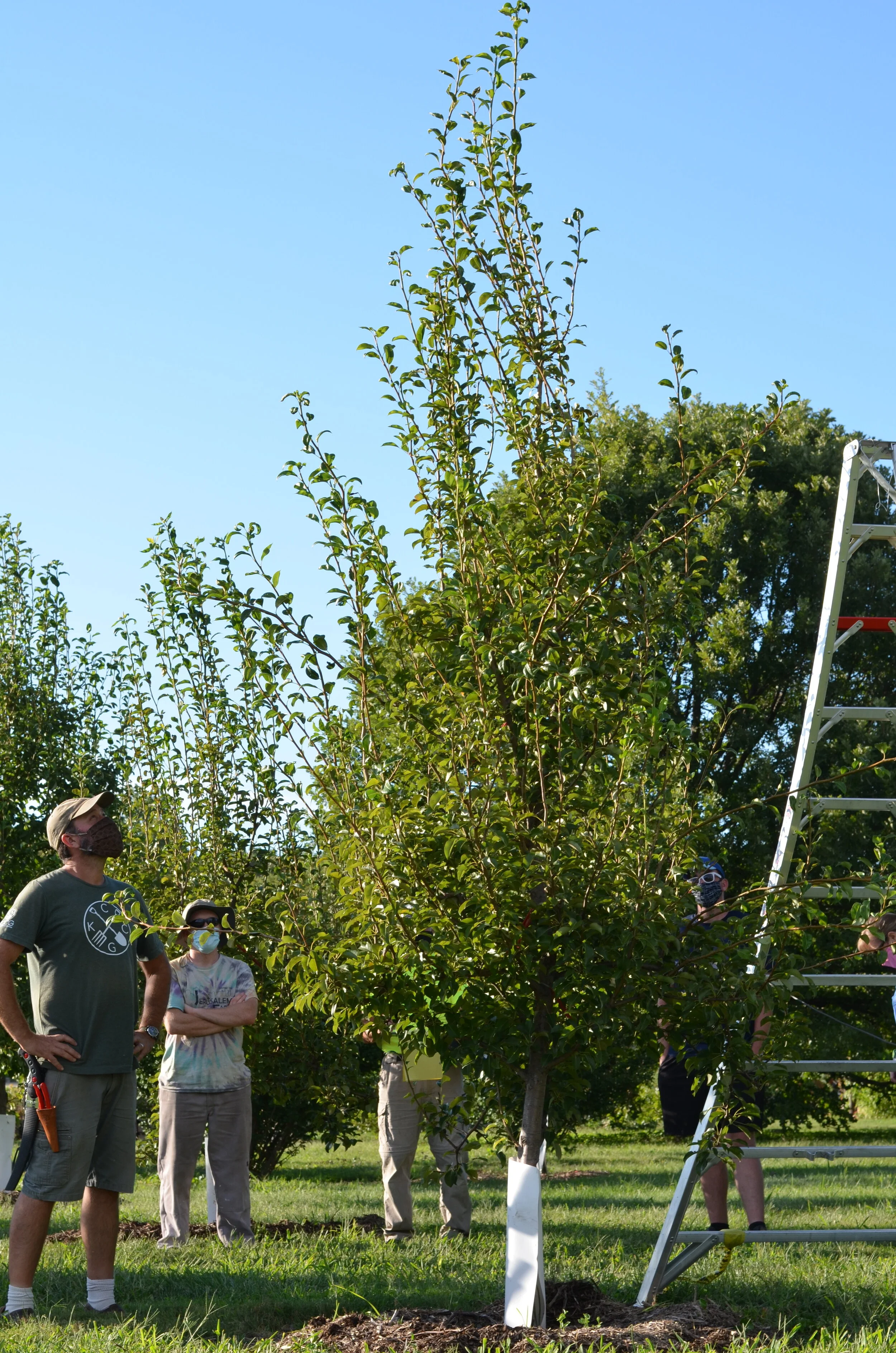 Spring & Summer Fruit Tree Maintenance — The Giving Grove