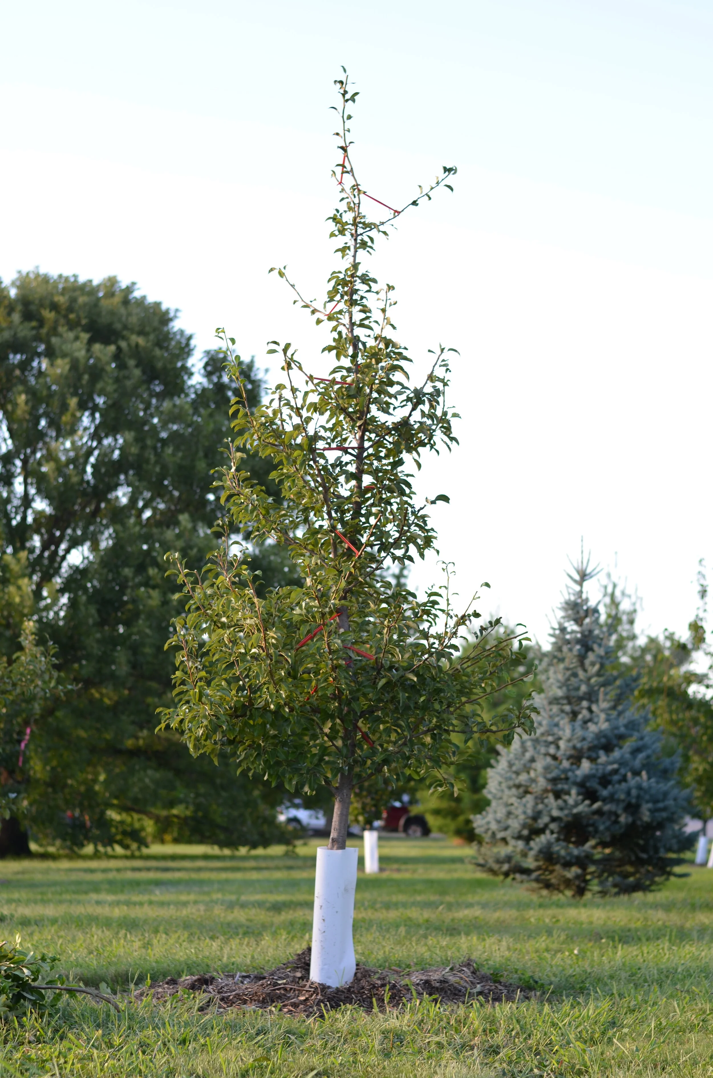 Spring & Summer Fruit Tree Maintenance — The Giving Grove