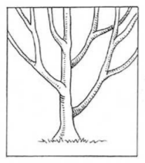Fruit Tree Dormant Pruning Guide — The Giving Grove