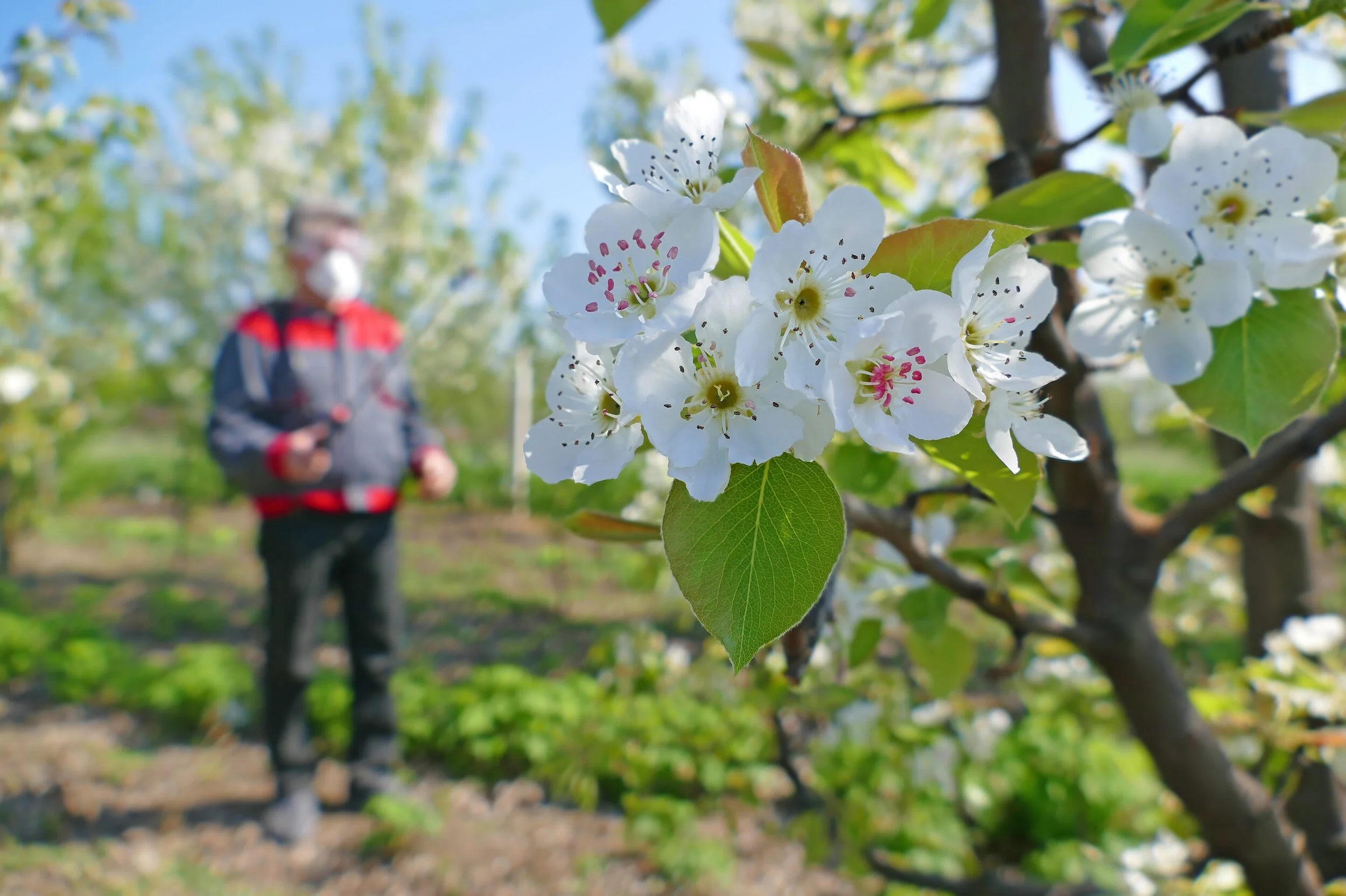 Do Fruit Trees Need Probiotics?