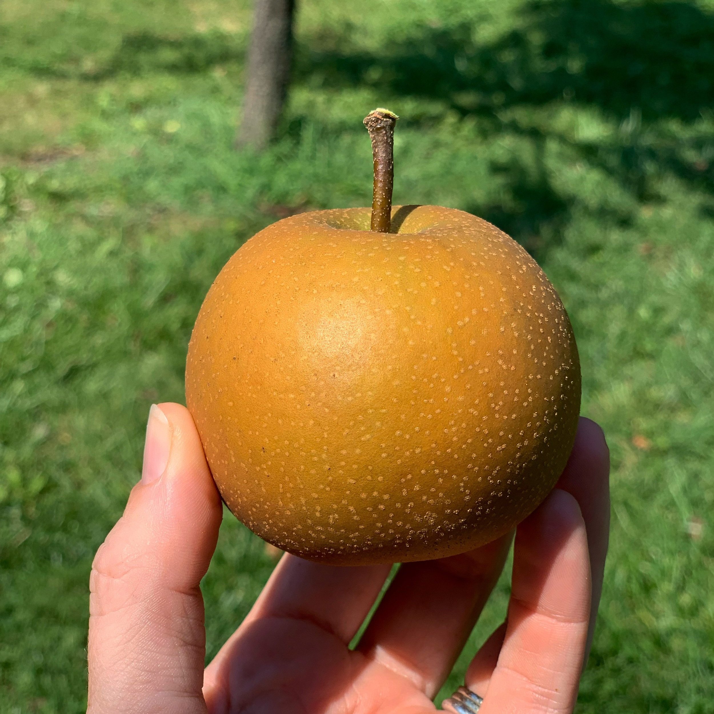The Perfect Asian Pear