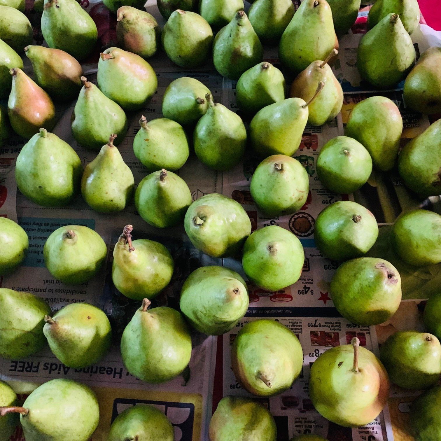 Pears Harvested for the School Children